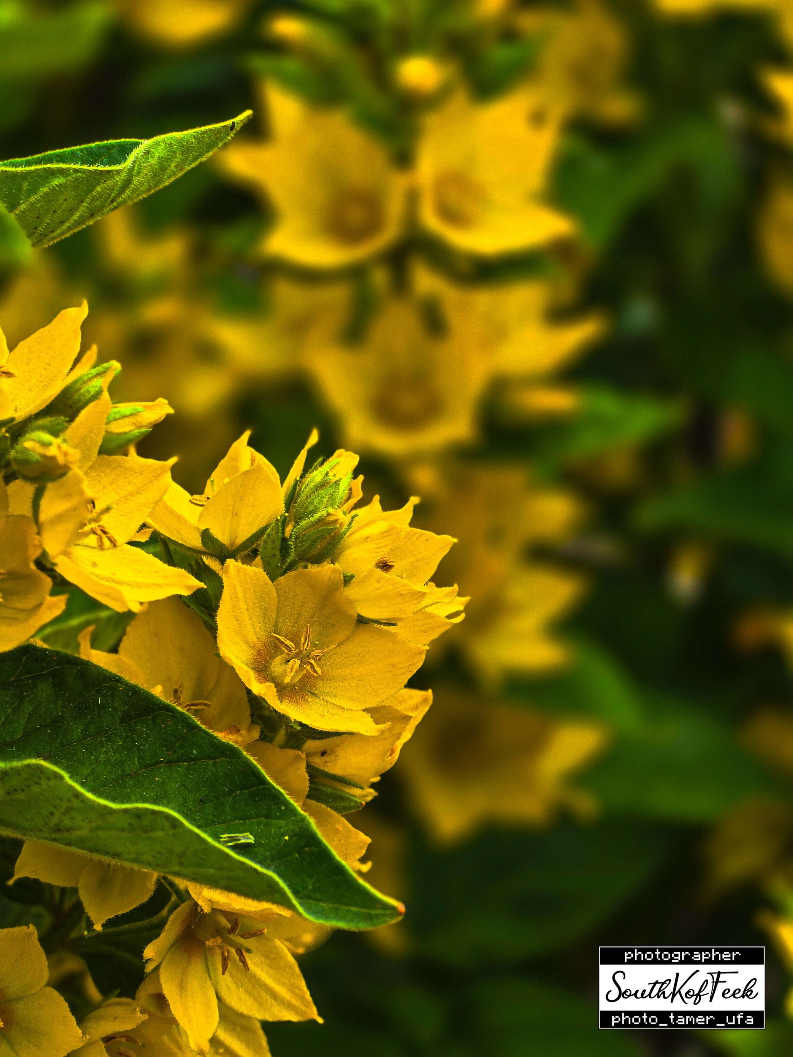 Цветы?. Photo Tamer Ufa