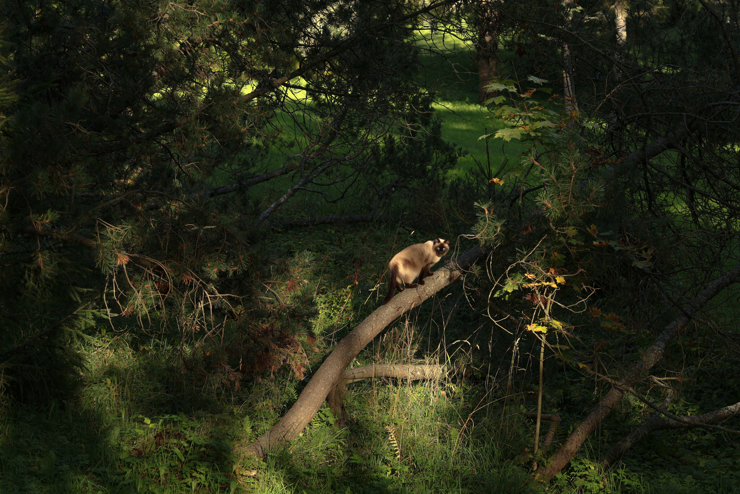 Природа &. Фотохудожник в СПб