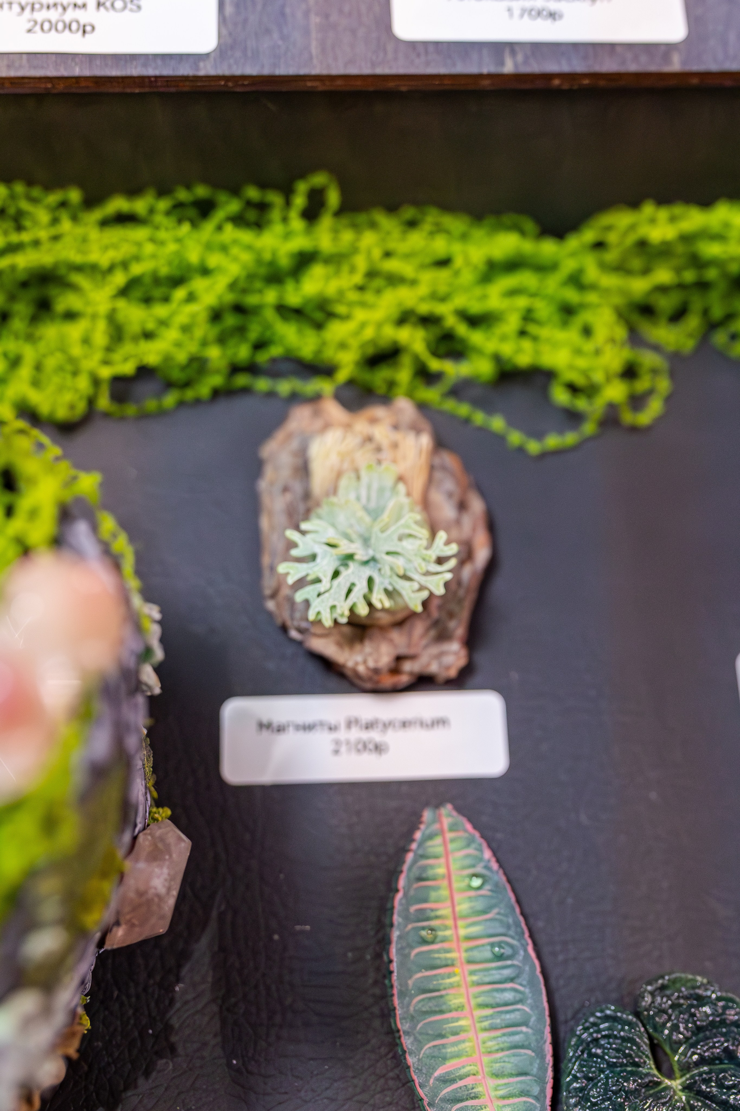 Монстериум апрель 2026. Александра Куликова фотограф, Москва