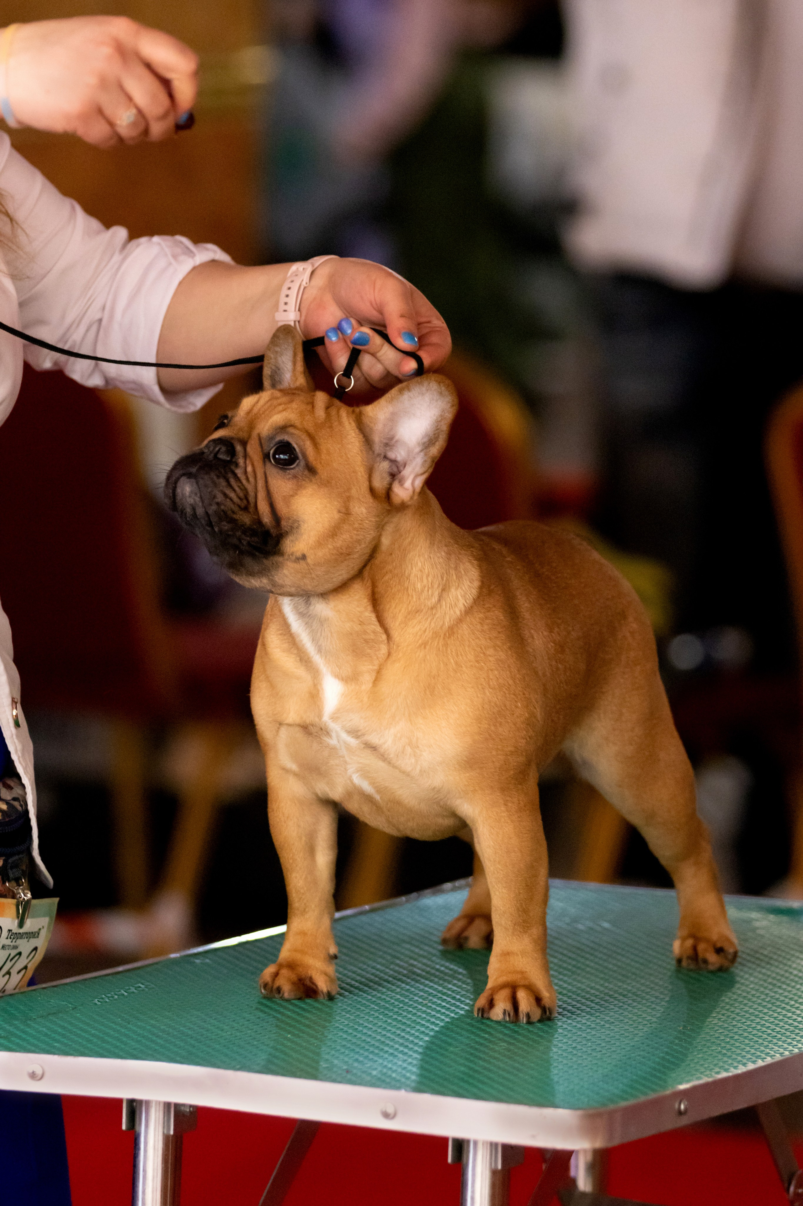 Выставки. Фотограф — анималист в Москве и области Ольга Петракова
