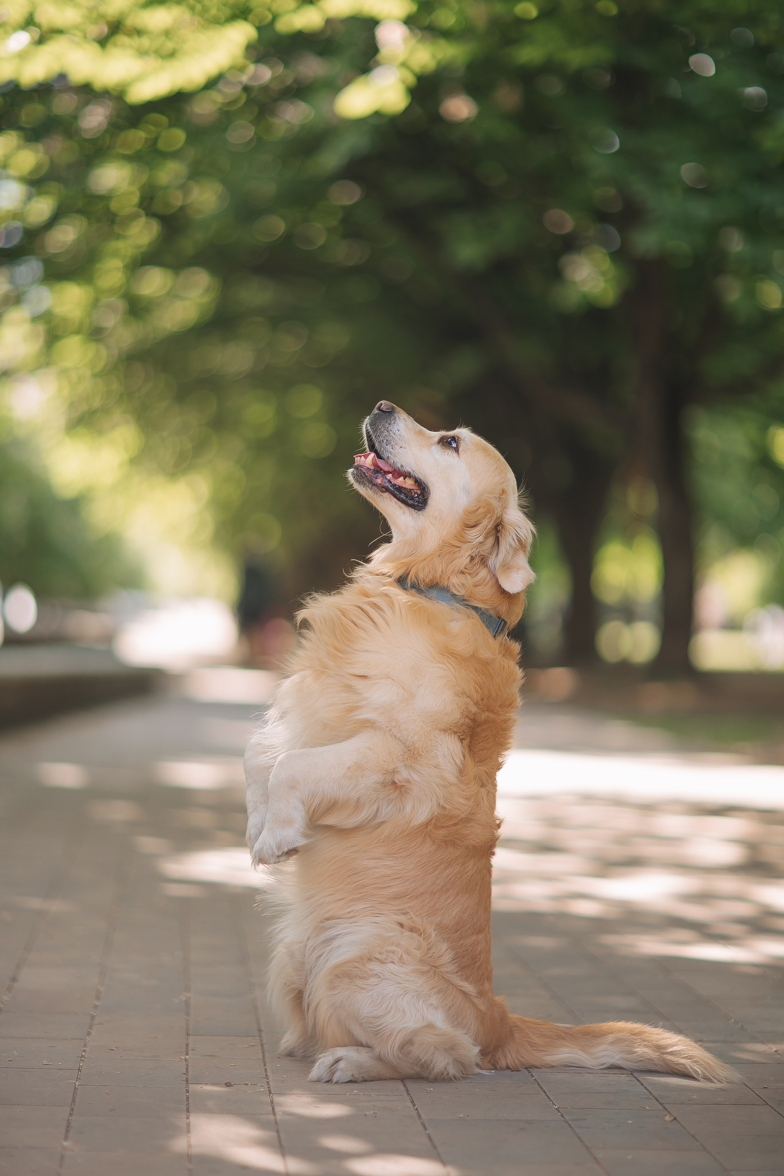 Золотистый ретривер Кант, Калининград. Свадебный и женский фотограф