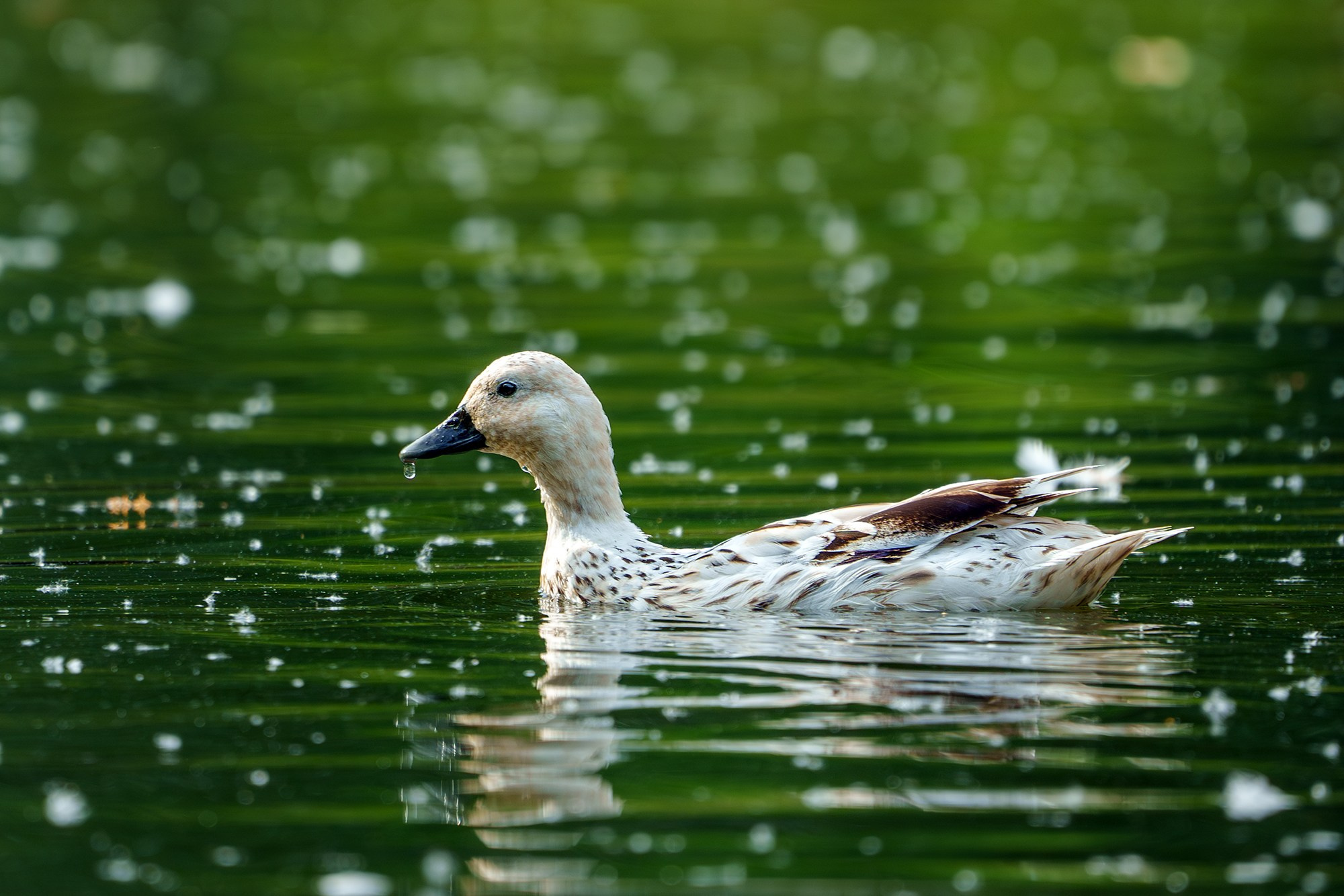 Удивительные мир птиц. Вокруг нас столько прекрасного — присмотритесь!. Ваш личный фотограф Марина Волкова