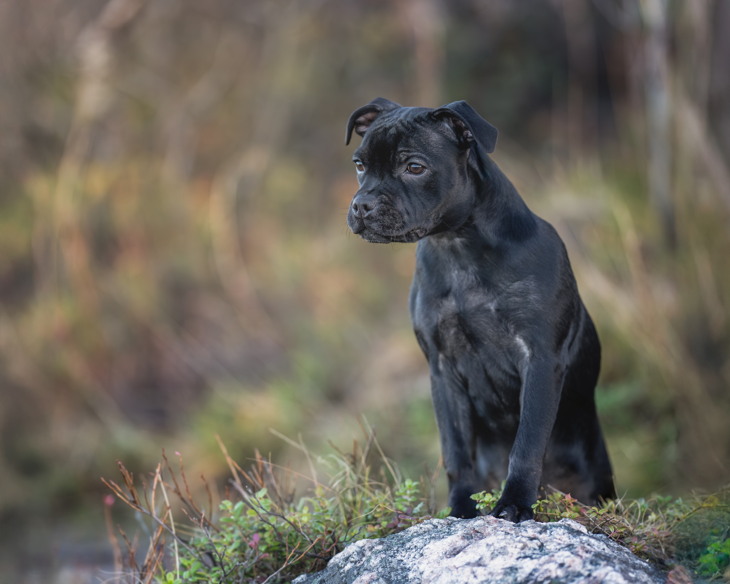 Пуля. Главная