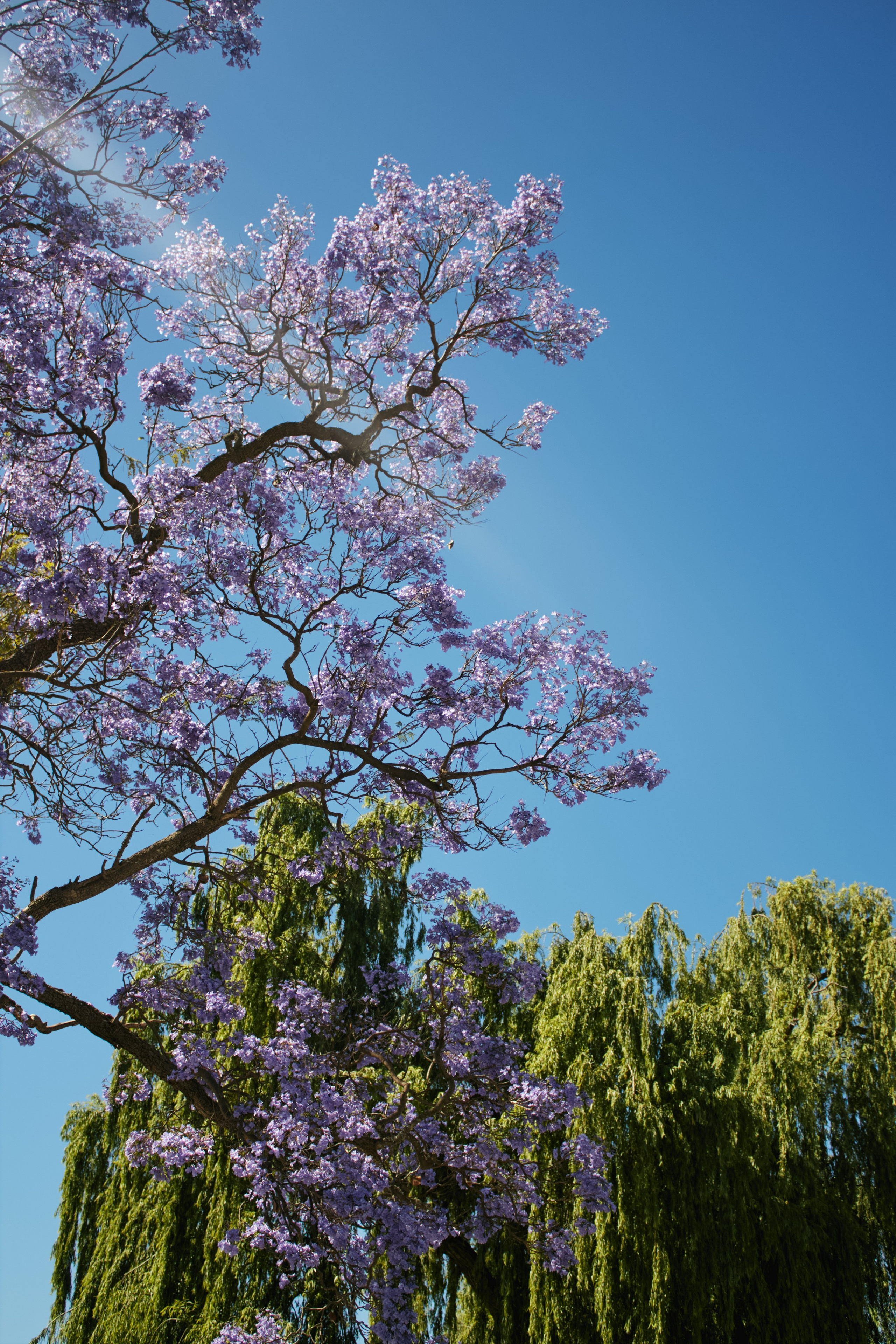 ЮАР. Профессиональный Фотограф во Владимире, в Москве и в Суздале — Полина Романычева