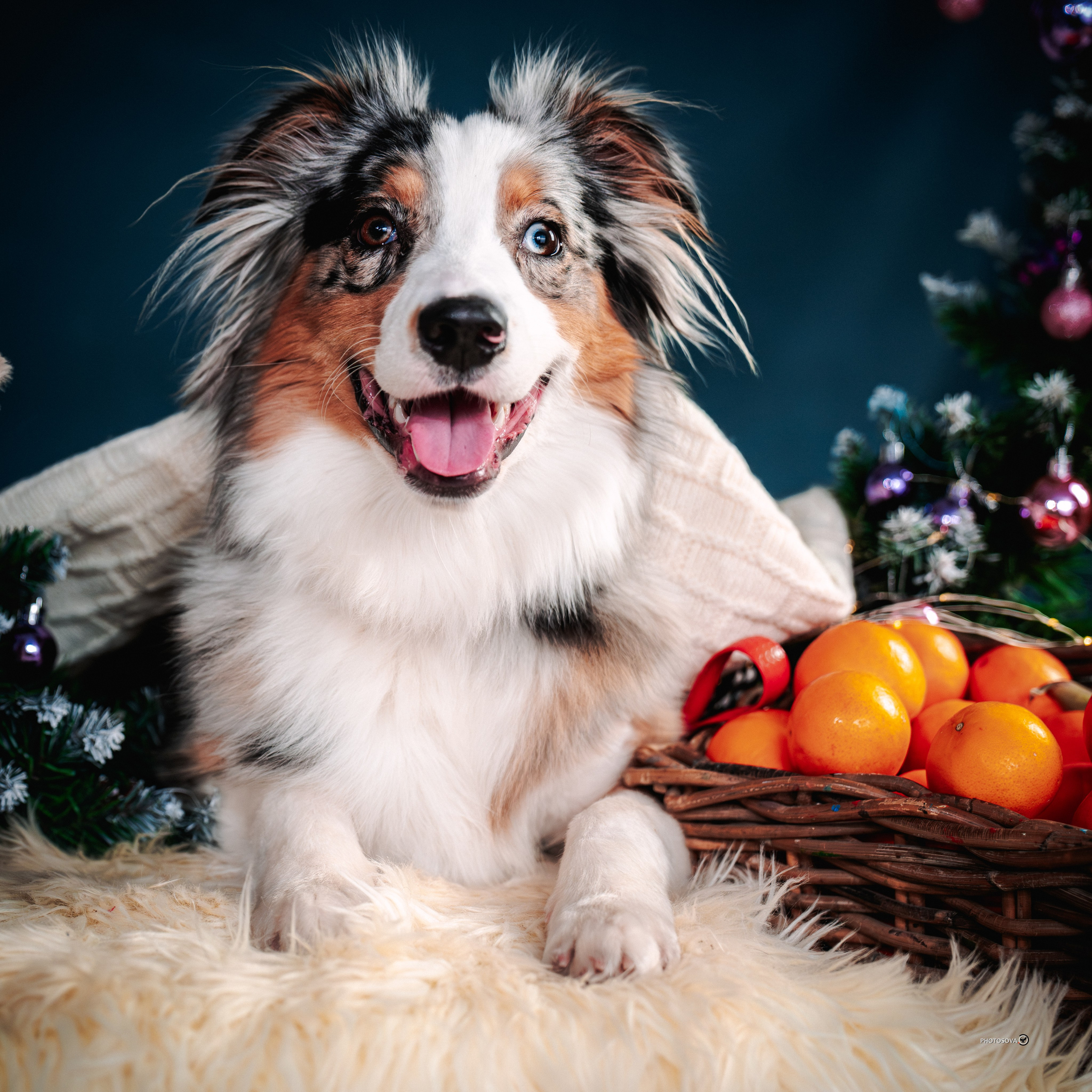 ФОТОПАМЯТЬ ВАШИХ ЭМОЦИЙ. Фотограф-анималист, семейный фотограф в Москве и Подмосковье. Фотосъёмка кинологических дисциплин