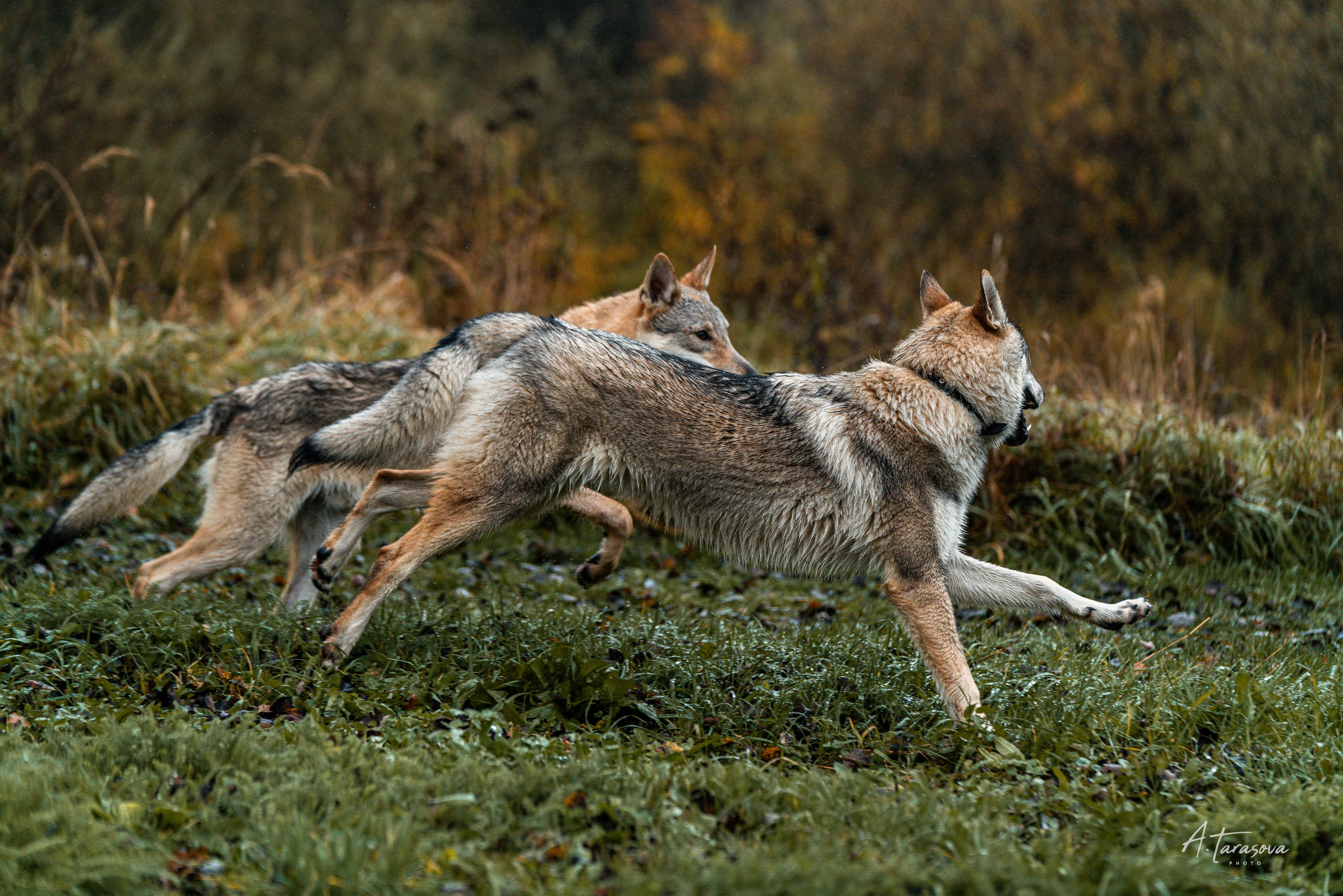 ФОТОПАМЯТЬ ВАШИХ ЭМОЦИЙ. Фотограф-анималист, семейный фотограф в Москве и Подмосковье. Фотосъёмка кинологических дисциплин