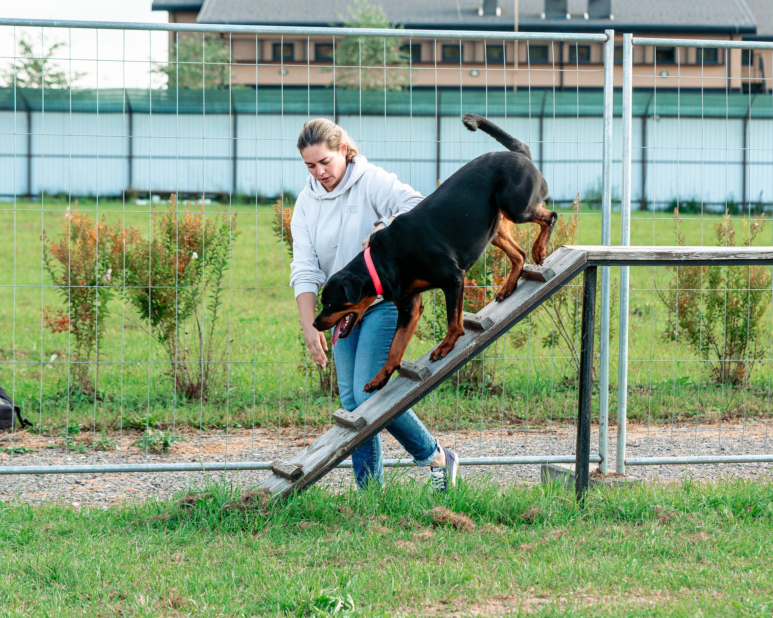 Ваш путь к ПОБЕДЕ (ТРЕНИРОВКИ). Фотограф-анималист, семейный фотограф в Москве и Подмосковье. Фотосъёмка кинологических дисциплин