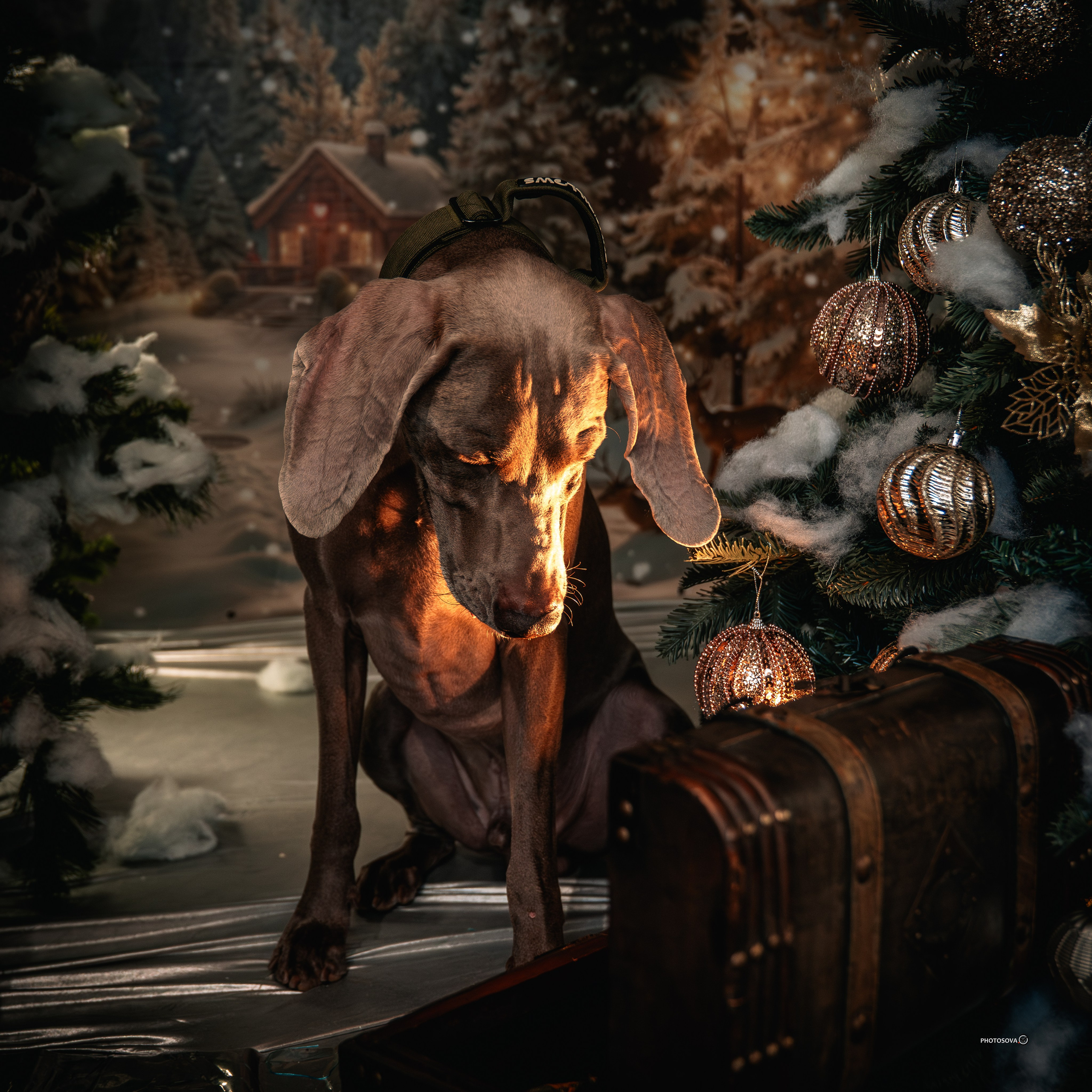 ФОТОПАМЯТЬ ВАШИХ ЭМОЦИЙ. Фотограф-анималист, семейный фотограф в Москве и Подмосковье. Фотосъёмка кинологических дисциплин