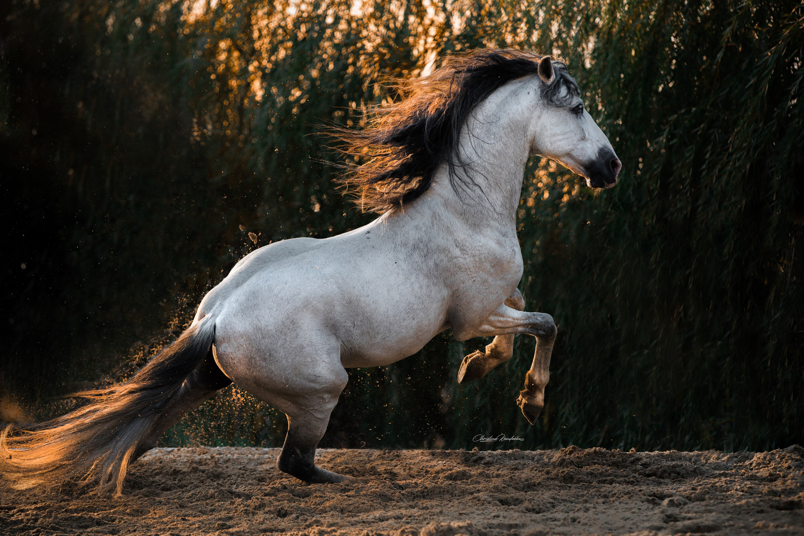 Разное. Фотограф-анималист Ксендзова Кристина
