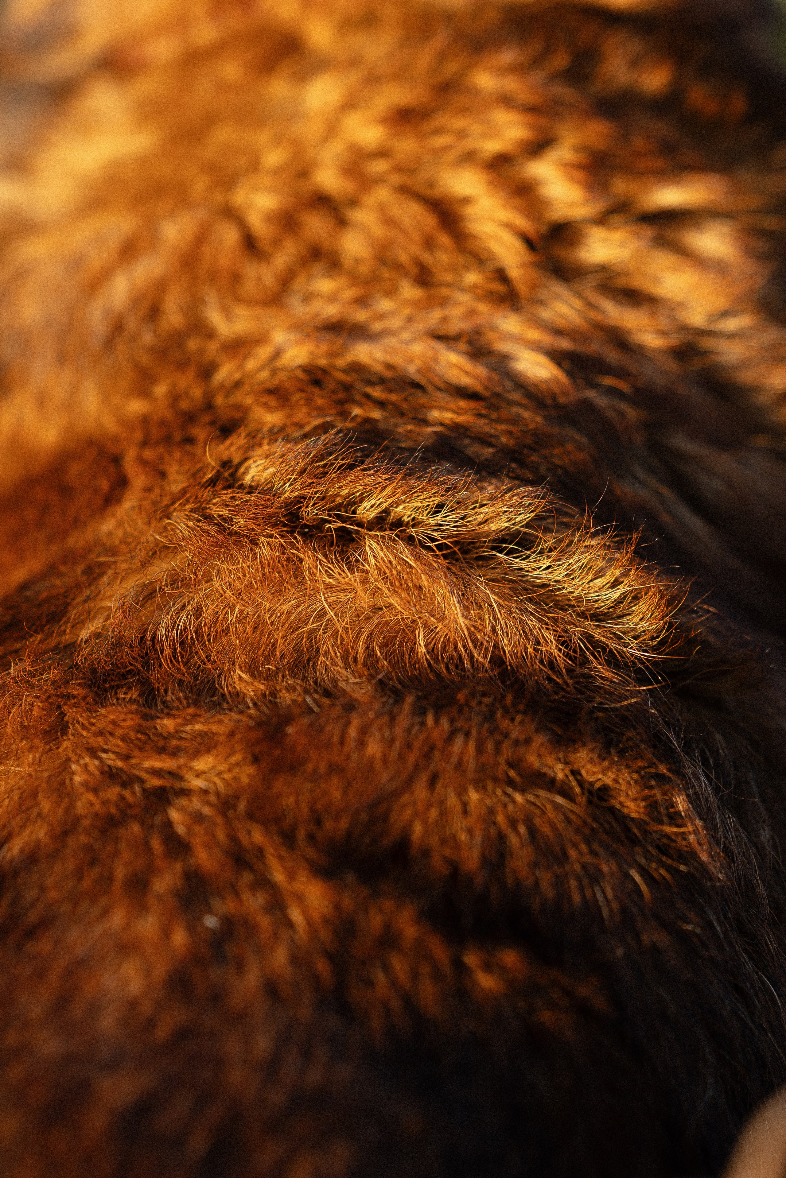 Женя, Афра и Молли. Фотограф и видеограф анималист Аганина Дарья