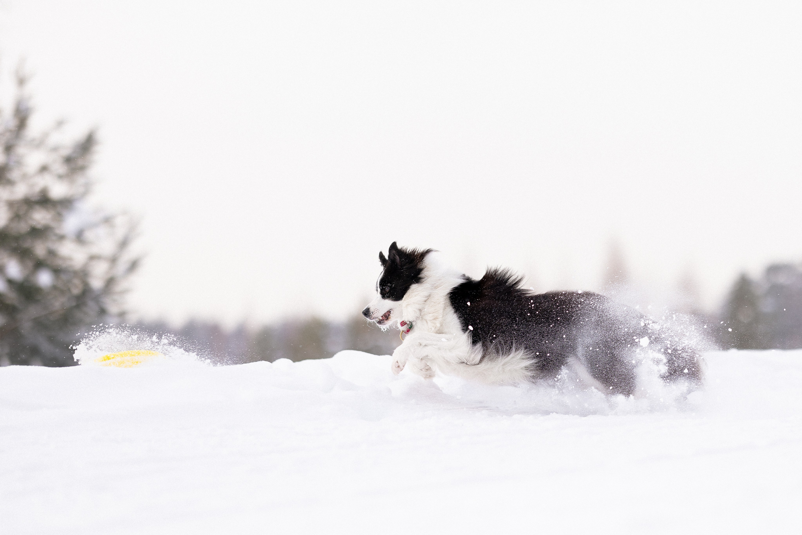 Лилия, Алексей и Ариана. Фотограф и видеограф анималист Аганина Дарья