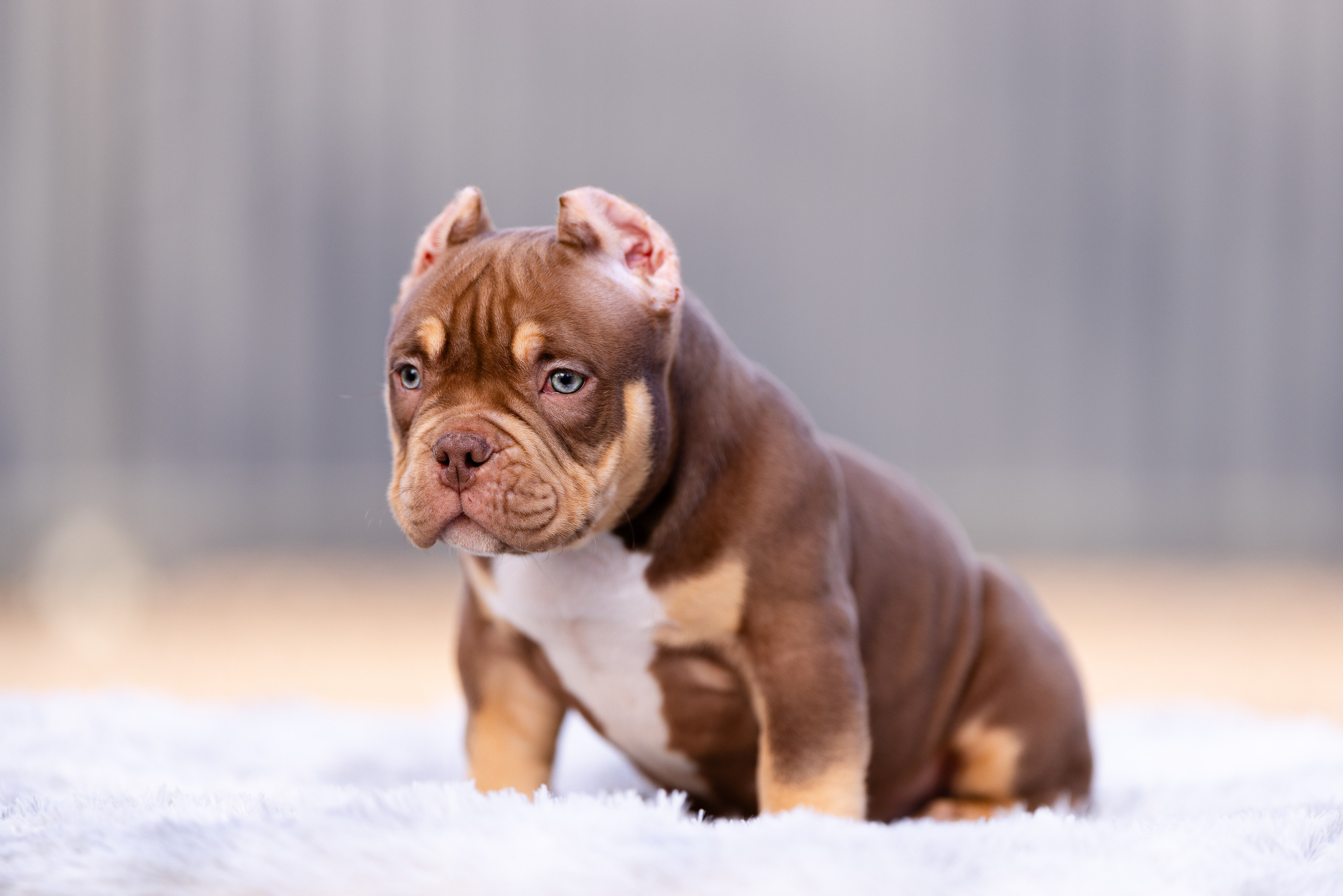 Булли. Фотограф и видеограф анималист Аганина Дарья