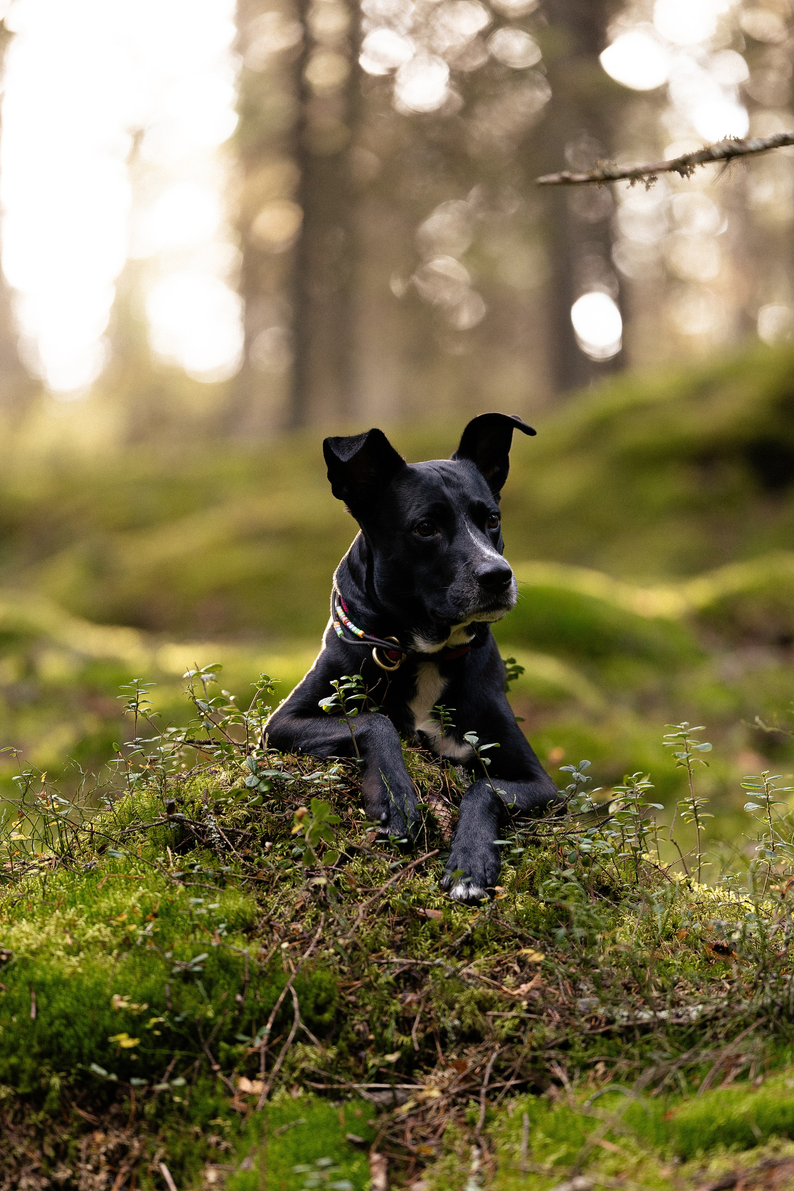 Karelia. Фотограф и видеограф анималист Аганина Дарья