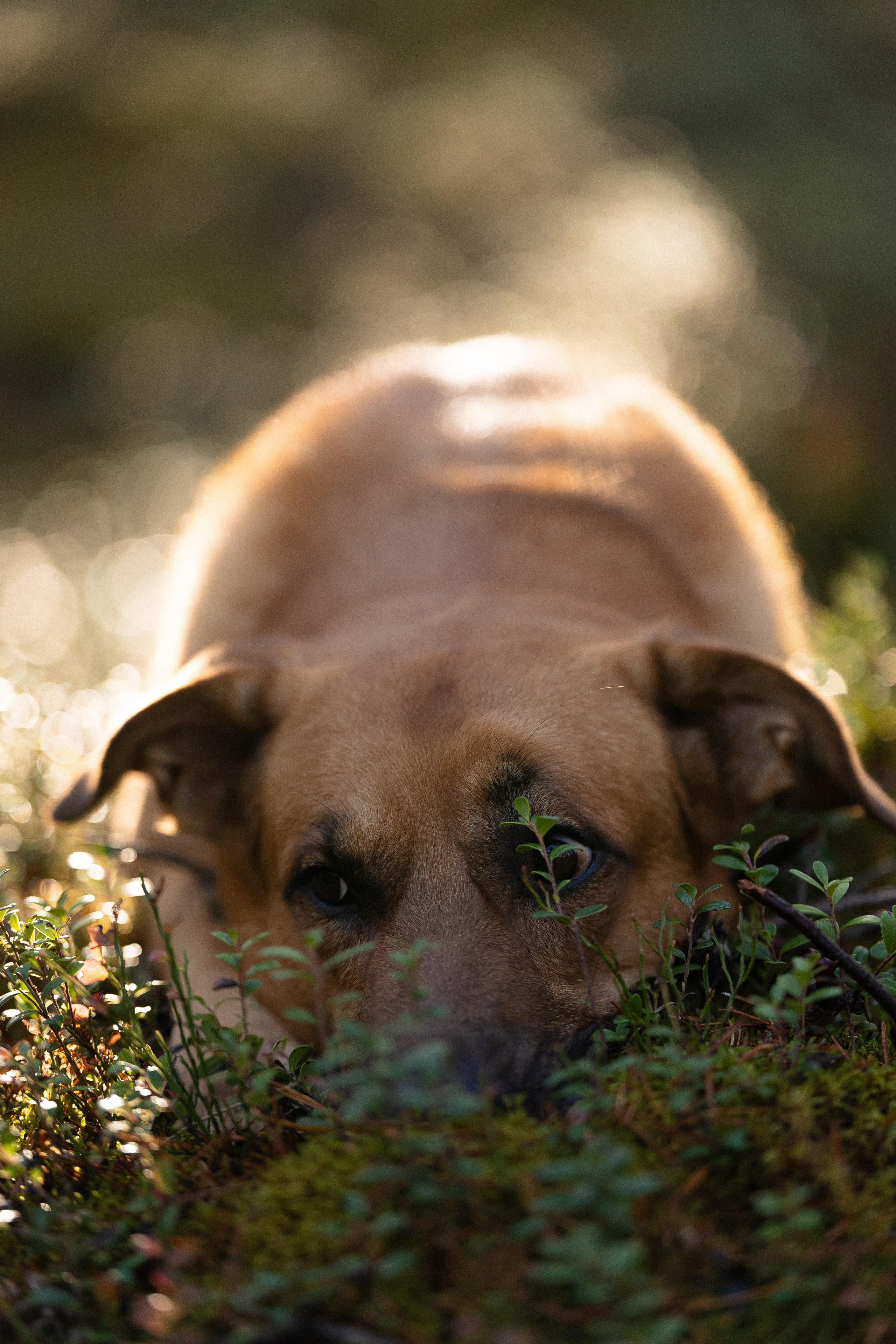 Karelia. Фотограф и видеограф анималист Аганина Дарья