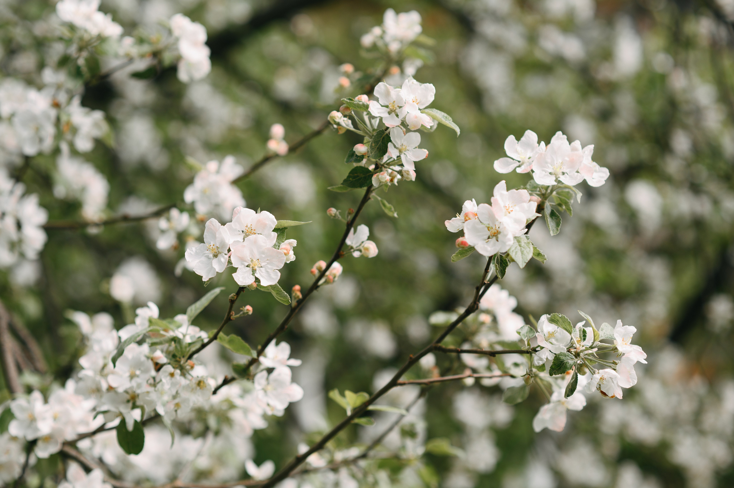 Семейная. Профессиональный фотограф и видеограф в Сортавала Ася Легконогова