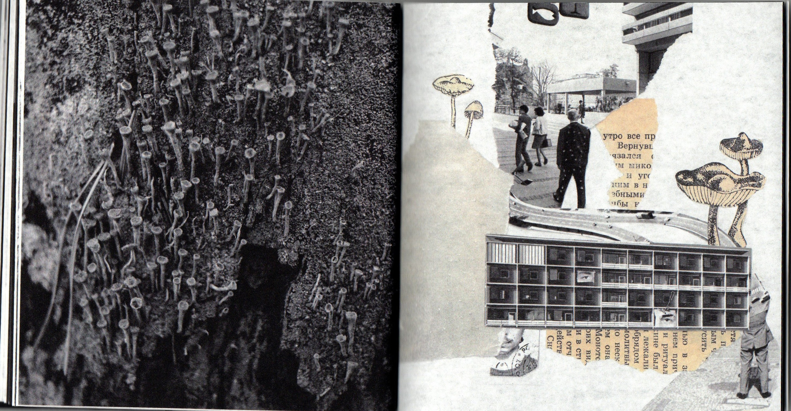 Деревья, которые дают сил. Фотограф Анна Кирнос