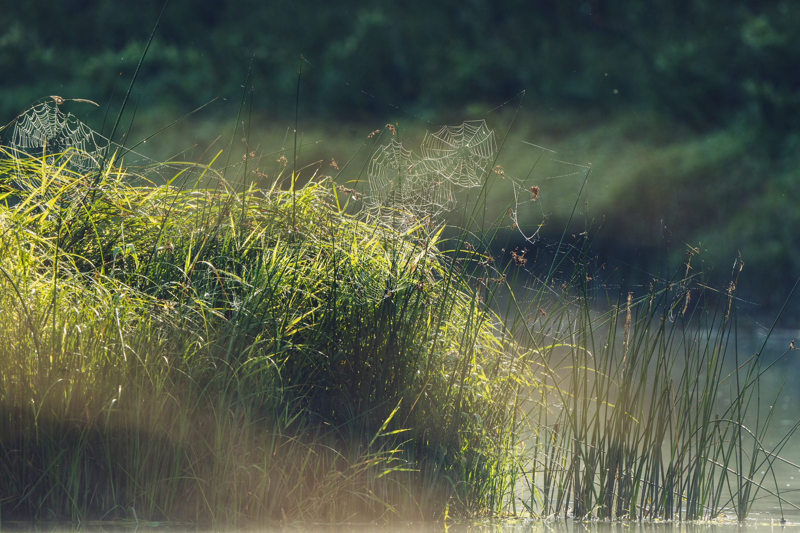 Фотографии Национальный парк Угра. Фотограф спортивные события, недвижимость, турбизнес