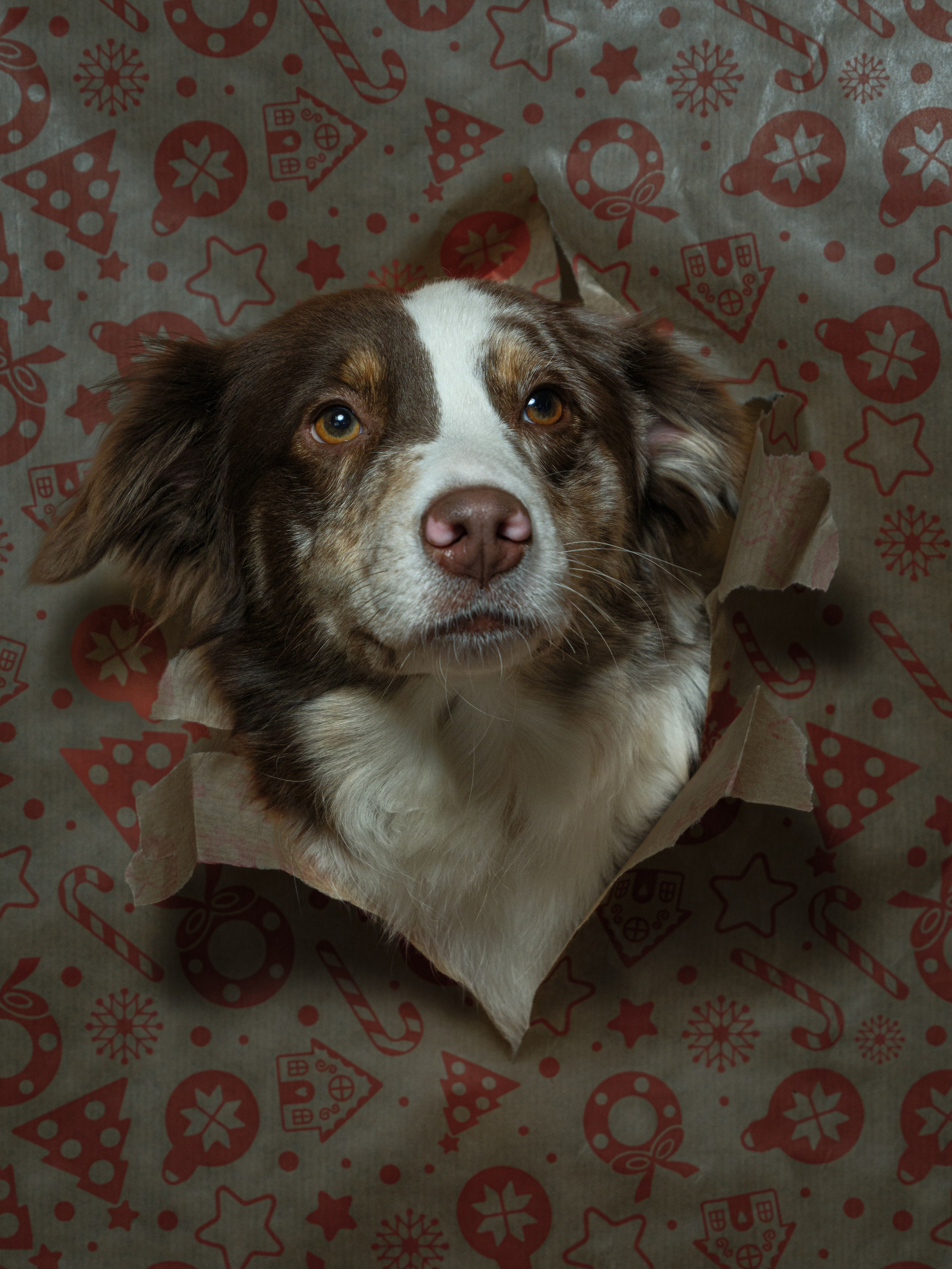 Портреты животных. Арт-фотограф Михаил Danko, г. Новосибирск