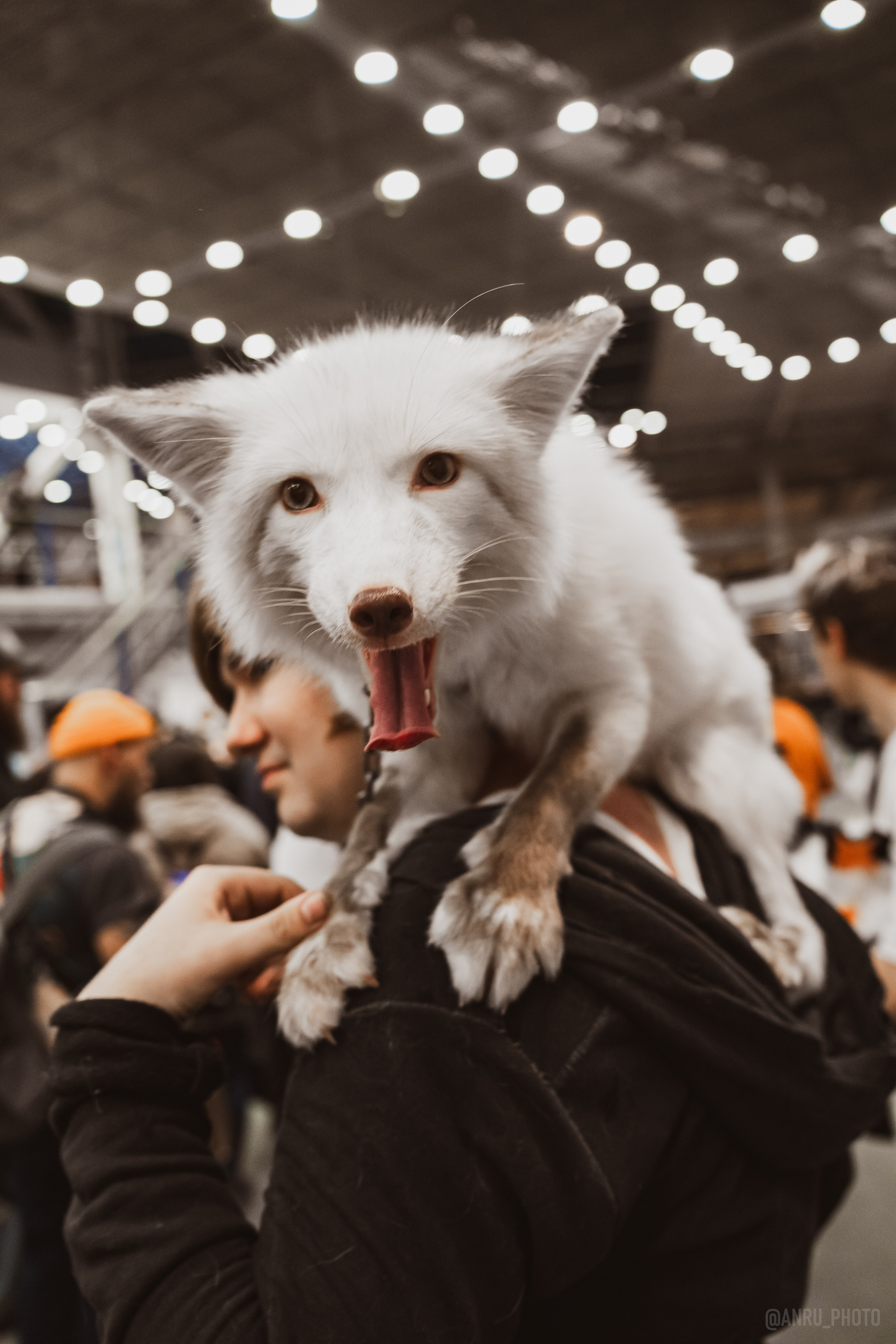 Fox Family fest. Репортажный фотограф Анастасия Рубцова