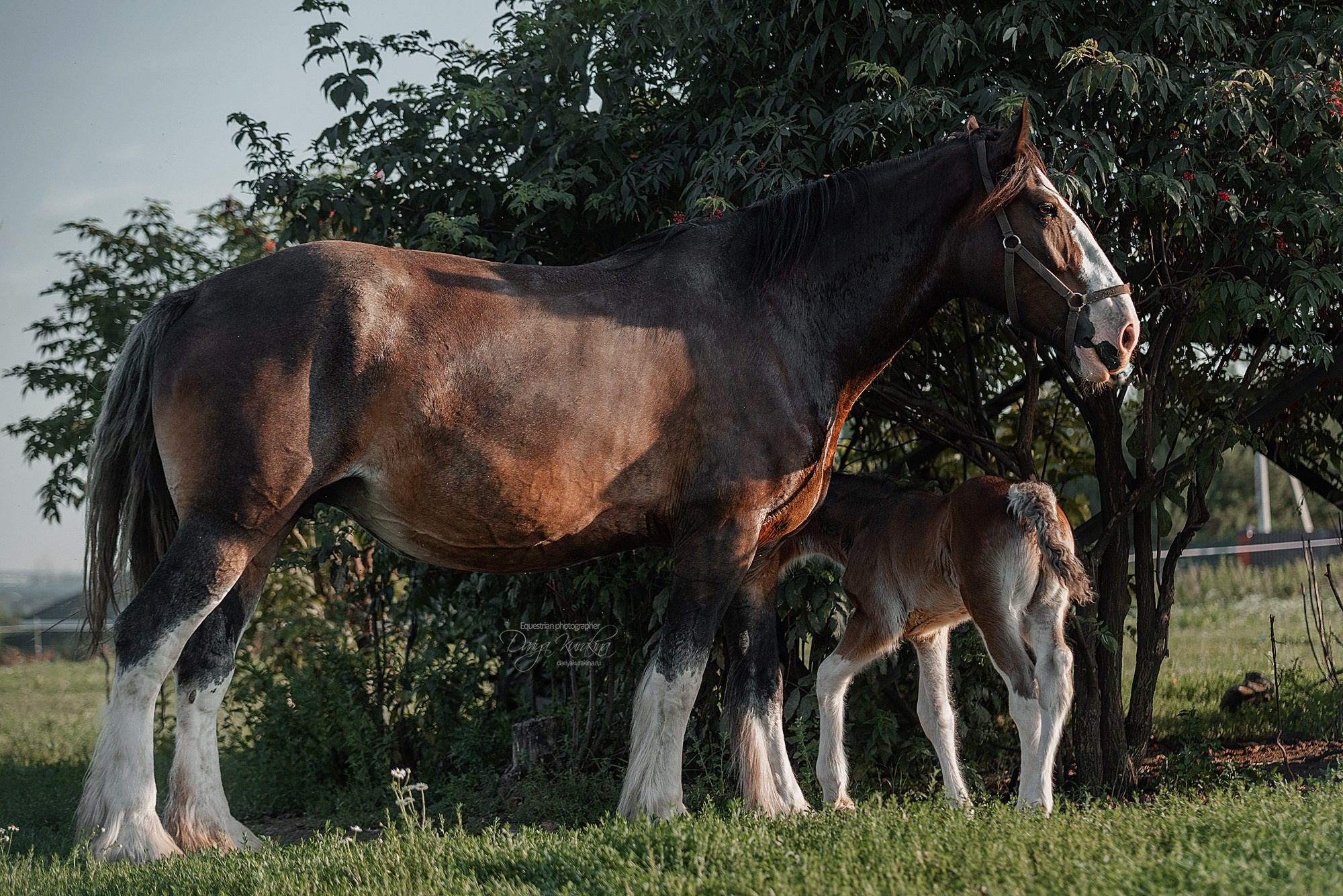 Рапунцель и Квини. Конный фотограф Куракина Дарья • Фотосессии с лошадьми