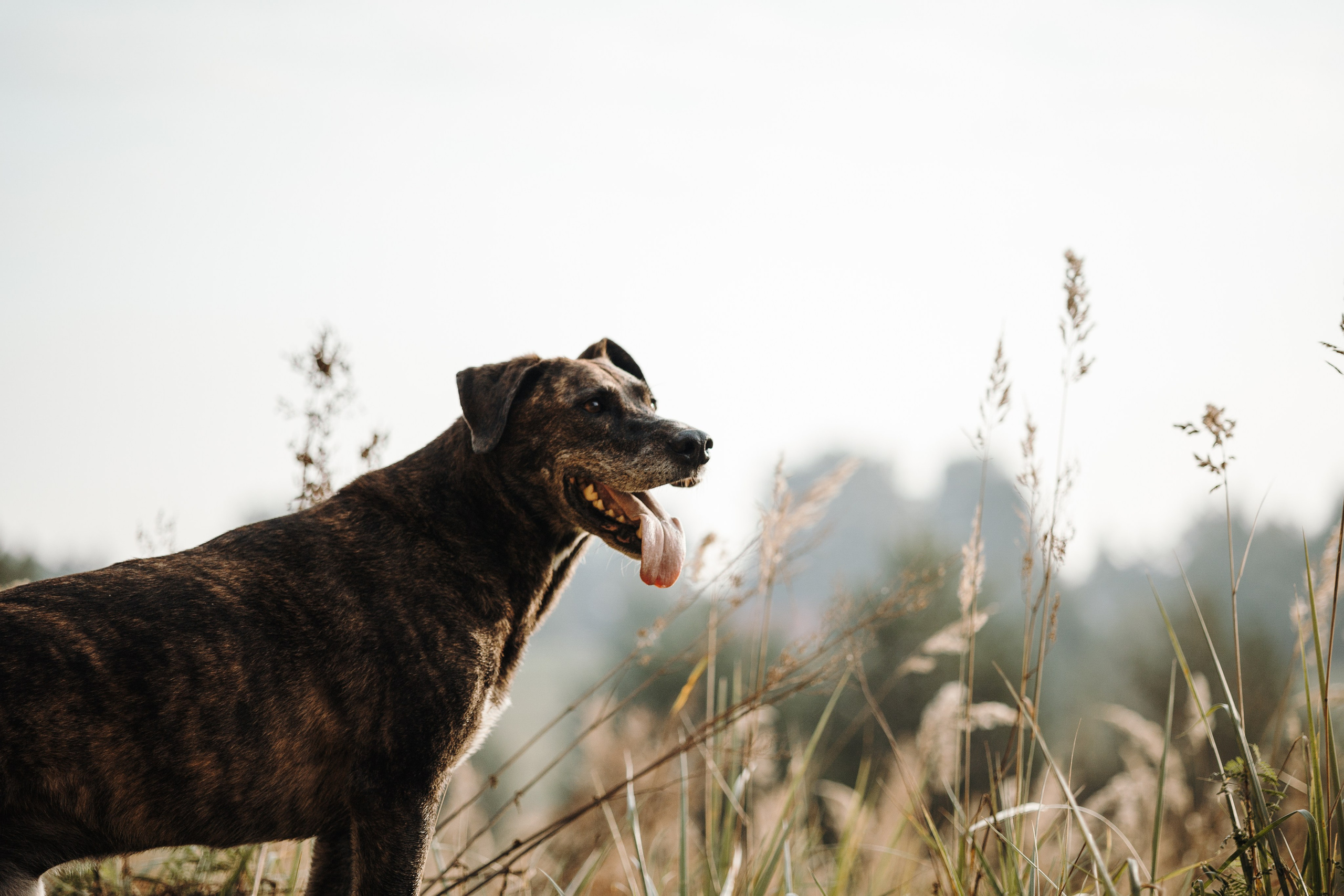 Любовь и ее хвостики. Фотограф — Анималист | Санкт-Петербург