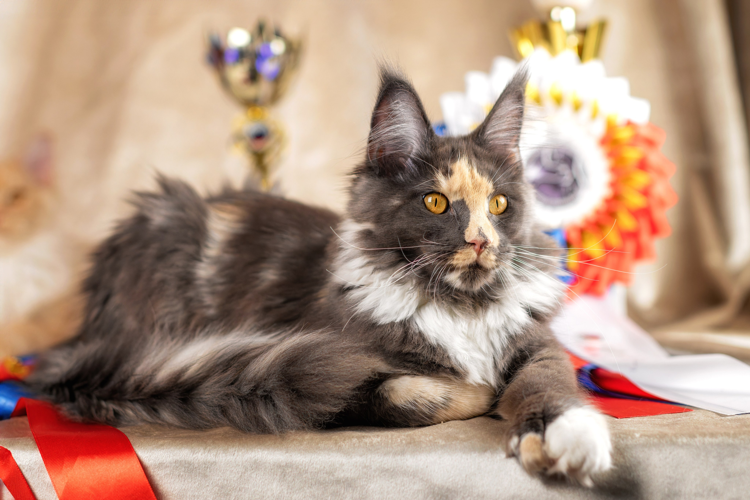 Кошки. Фотограф-анималист Юлия Зубкова