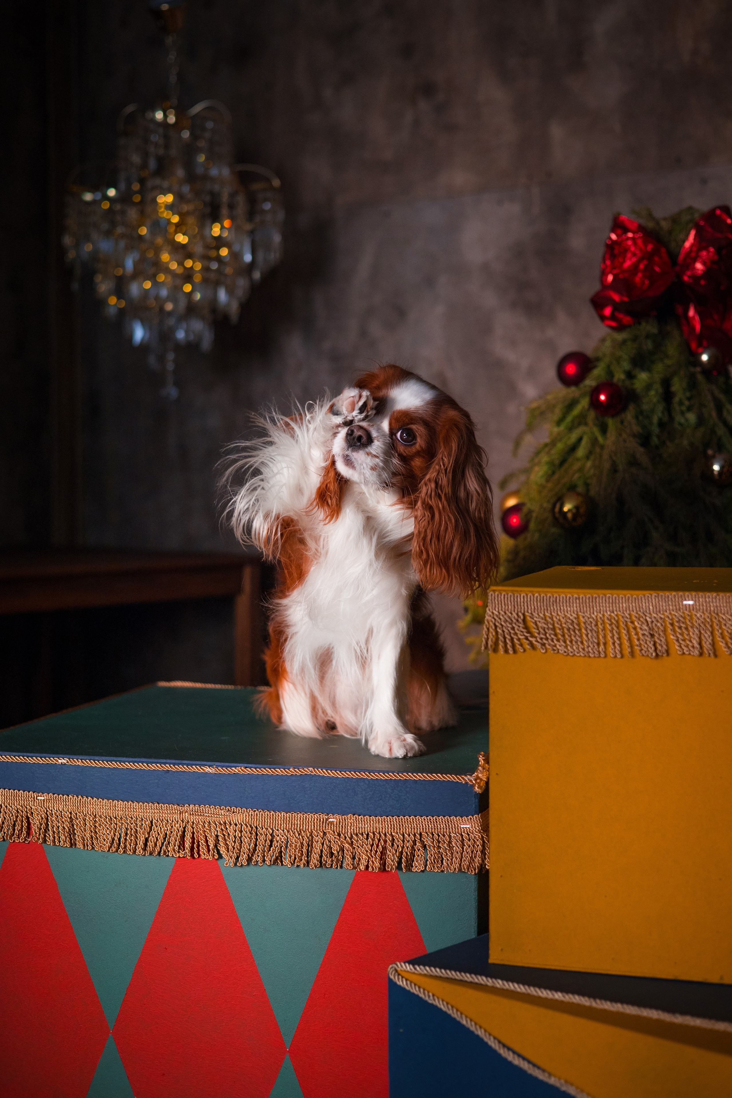 Портфолио. Фотограф-анималист в Екатеринбурге Марина Шишкина