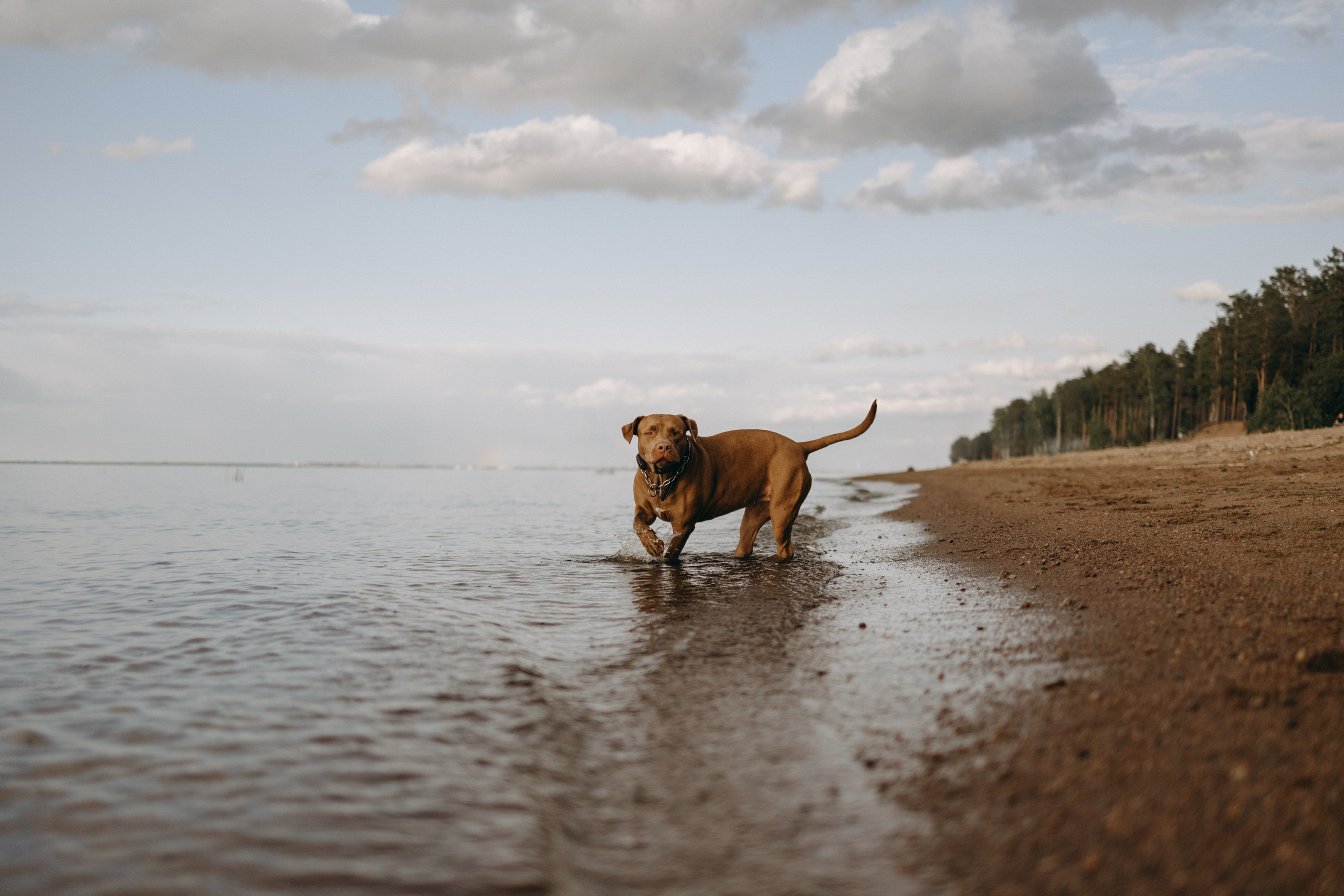 Бонни и ее семья. Фотограф — Анималист | Санкт-Петербург