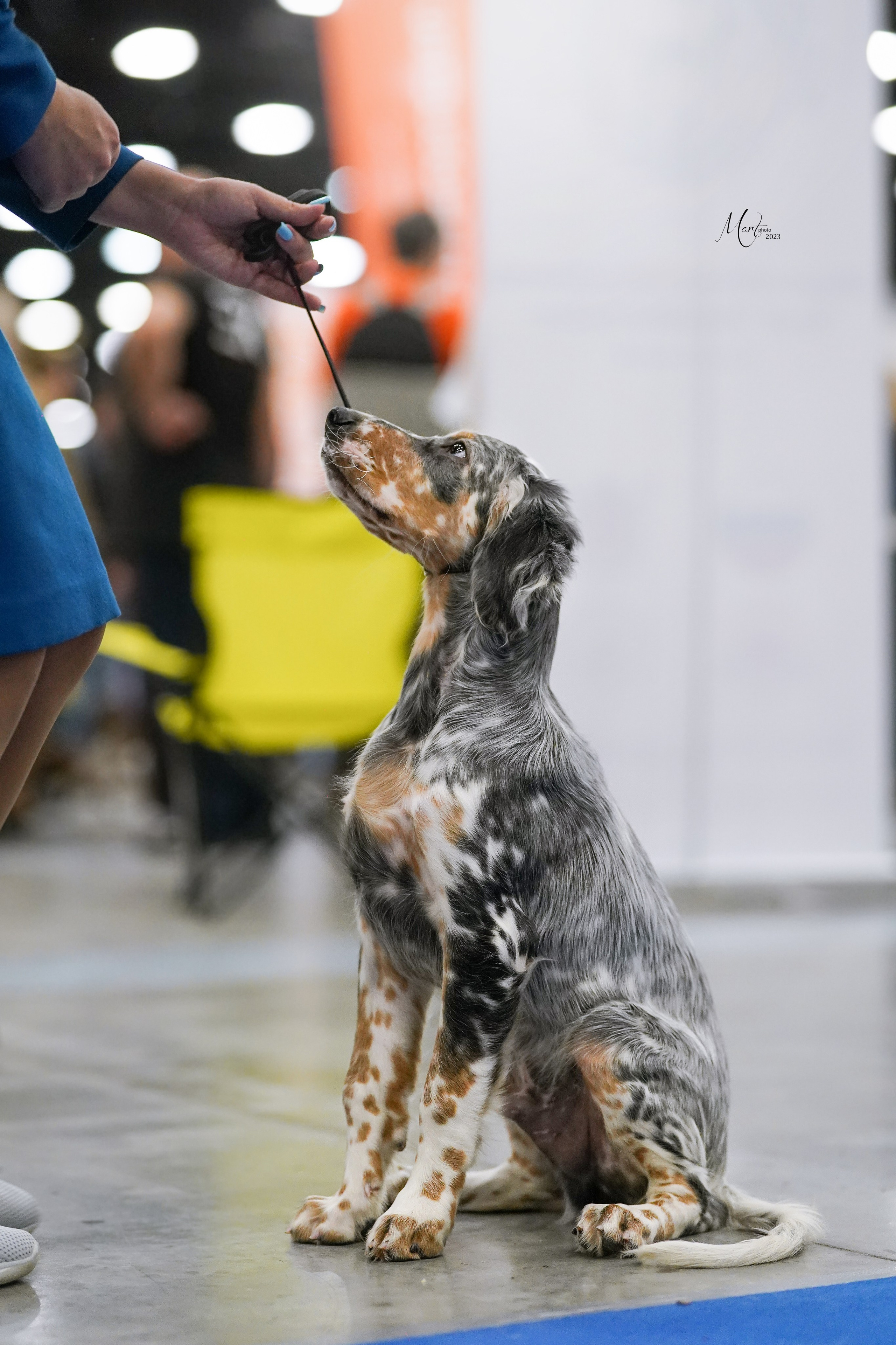 Выставки 2023. Фотограф-анималист в Санкт-Петербурге Яна Мартынова