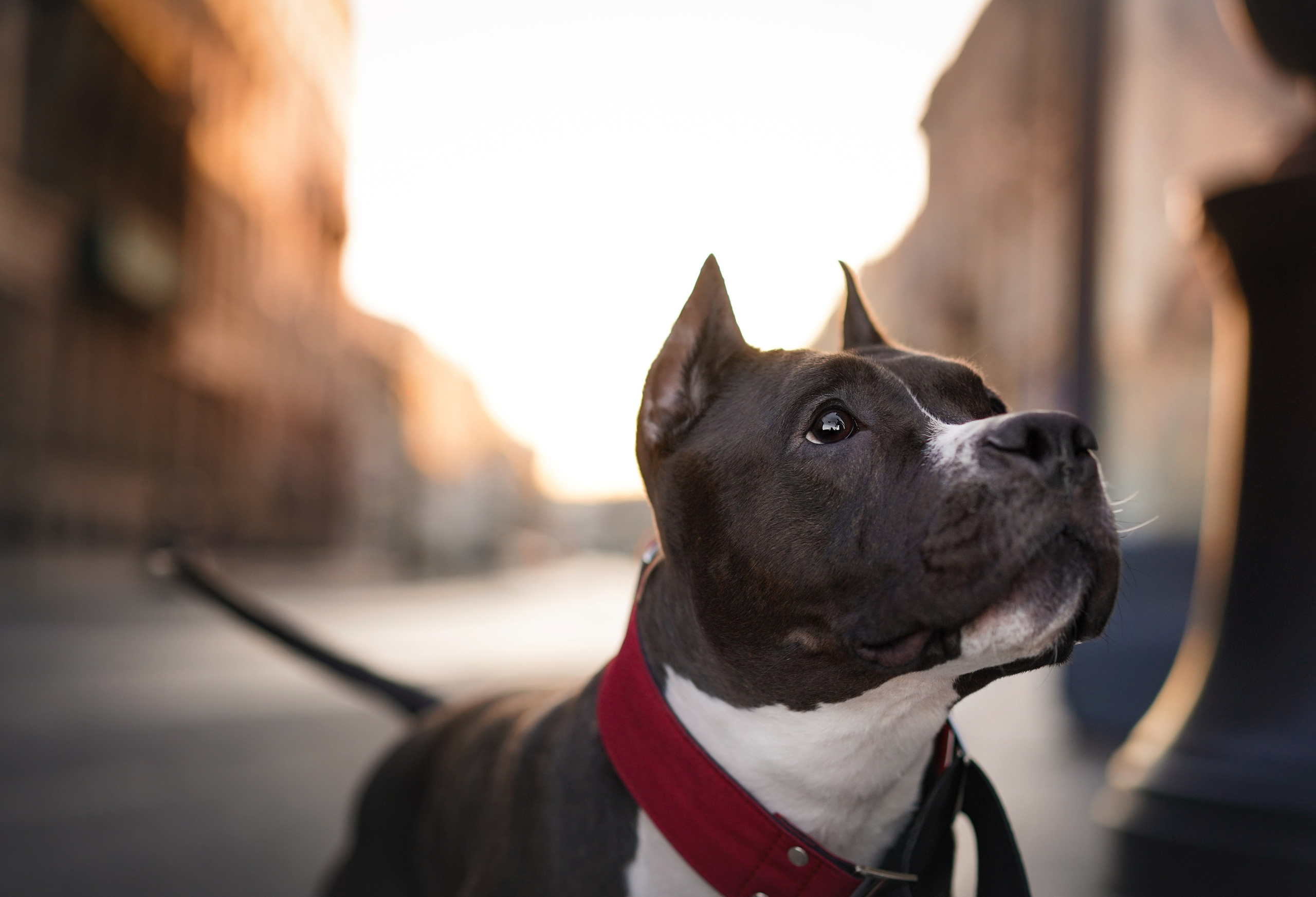 Аня Терентий и Кайли. Фотограф-анималист в Санкт-Петербурге Яна Мартынова
