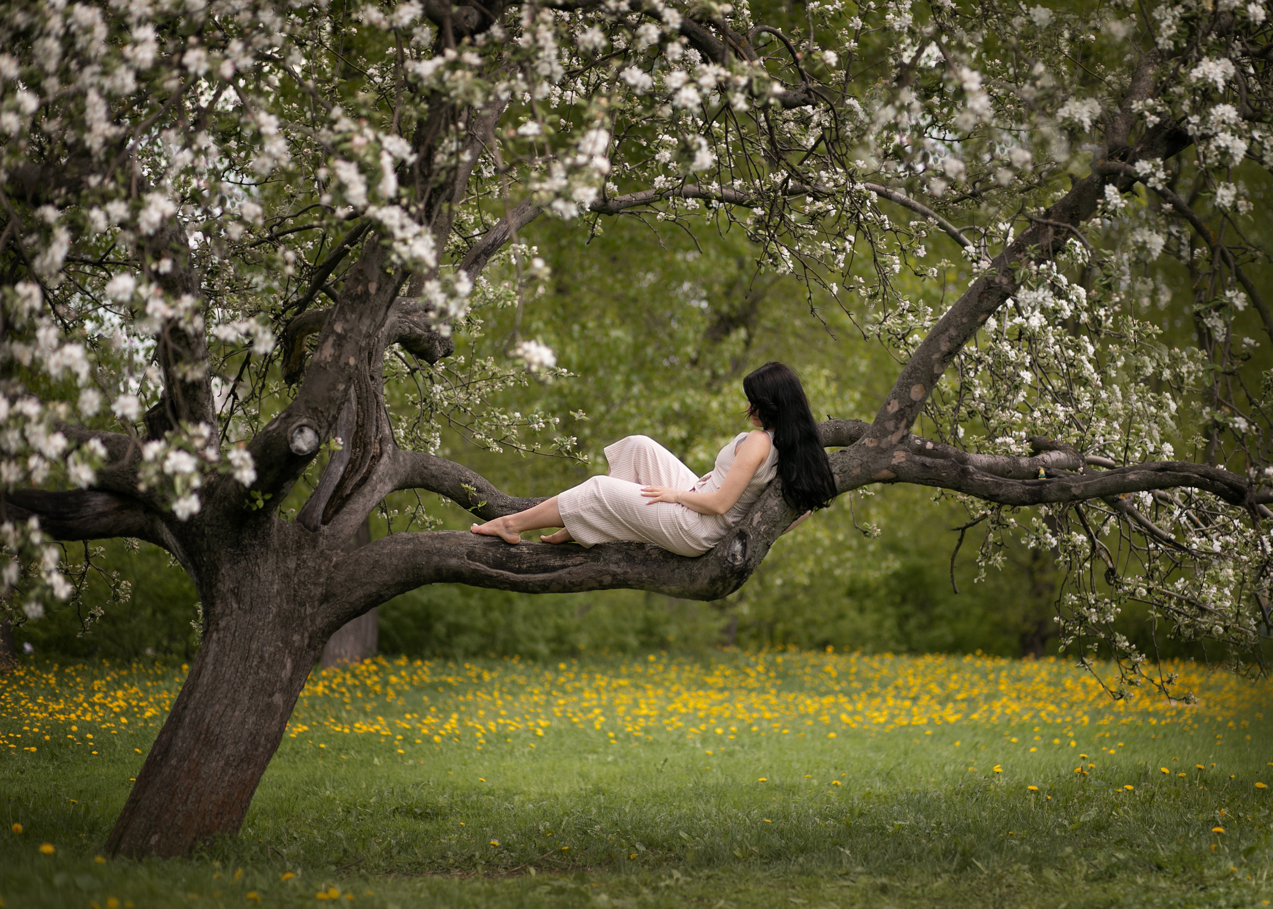 Цветения в парке Коломенское. Свадебные видео