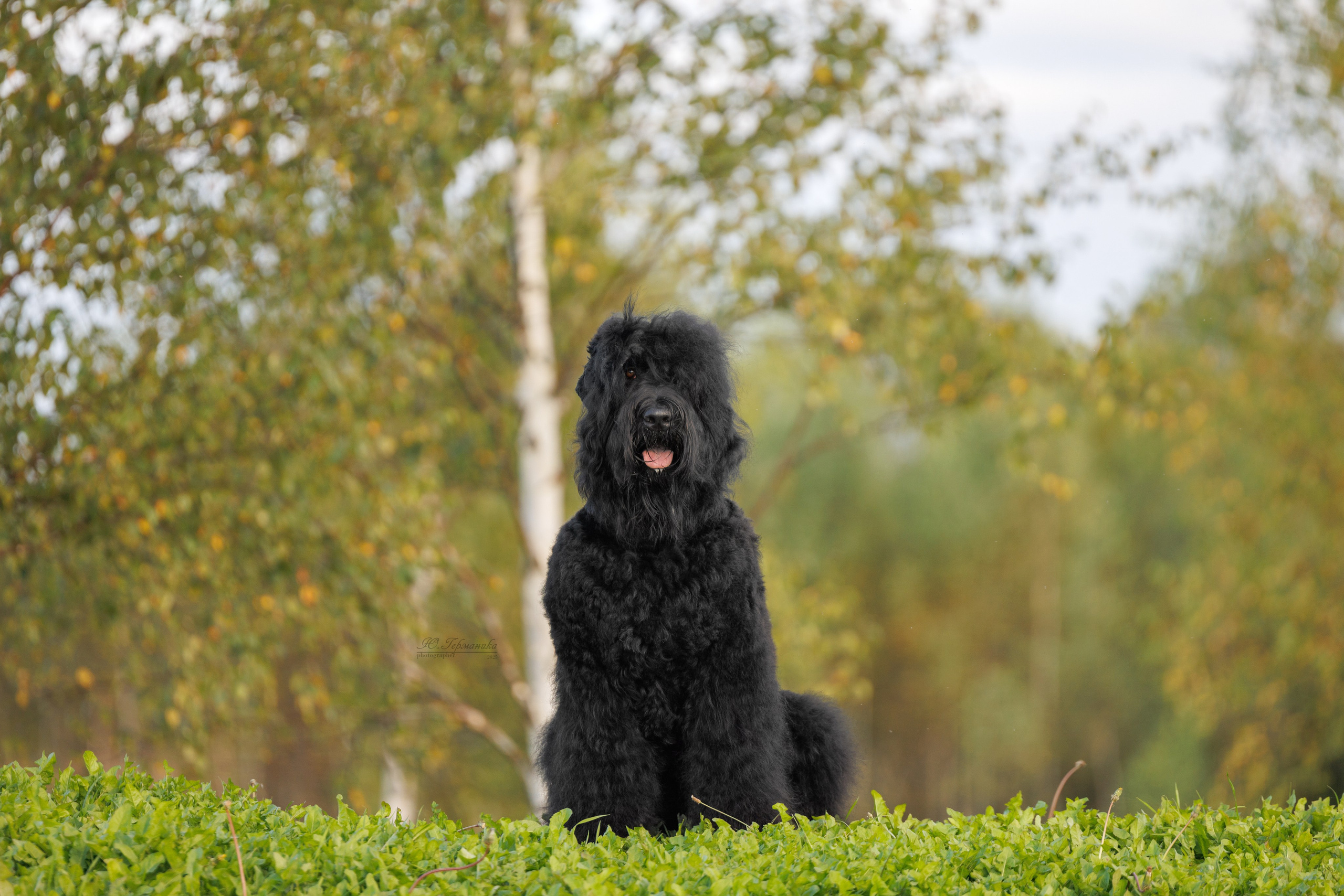 Переславль 5-7.08.2025. Фотограф-анималист Юлия Германика