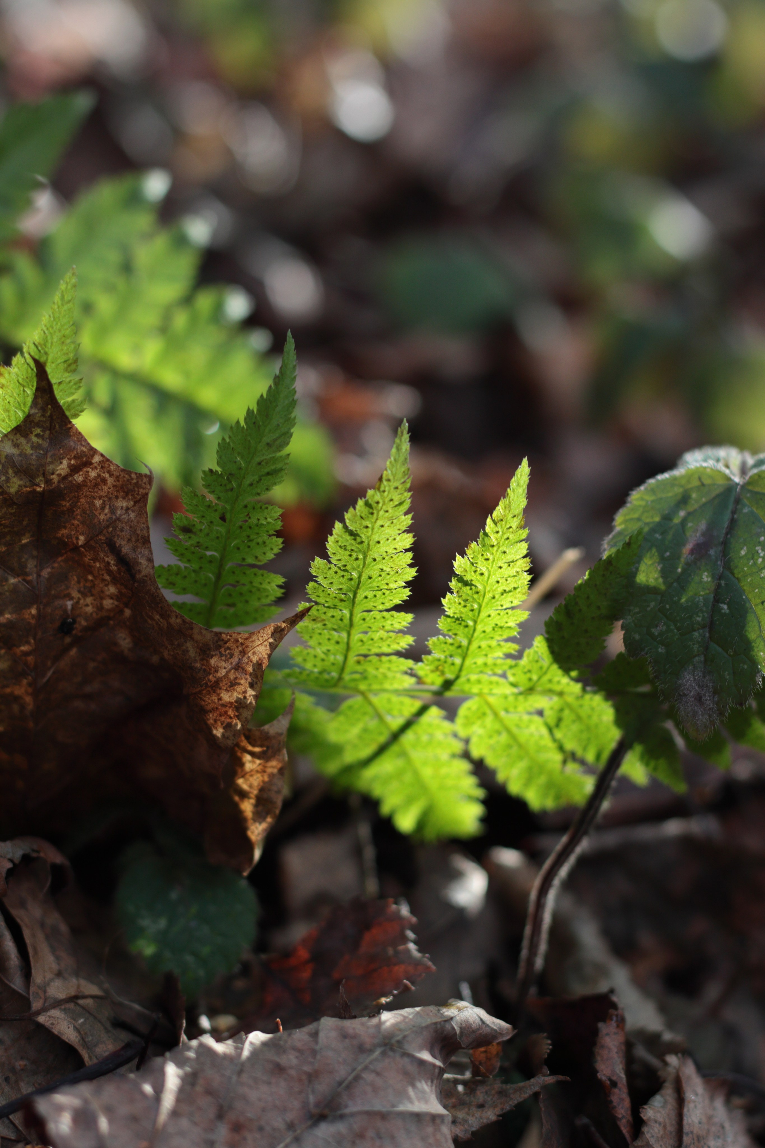 Старое природное, отбирала Katamount (Катерина Горохова). Главная