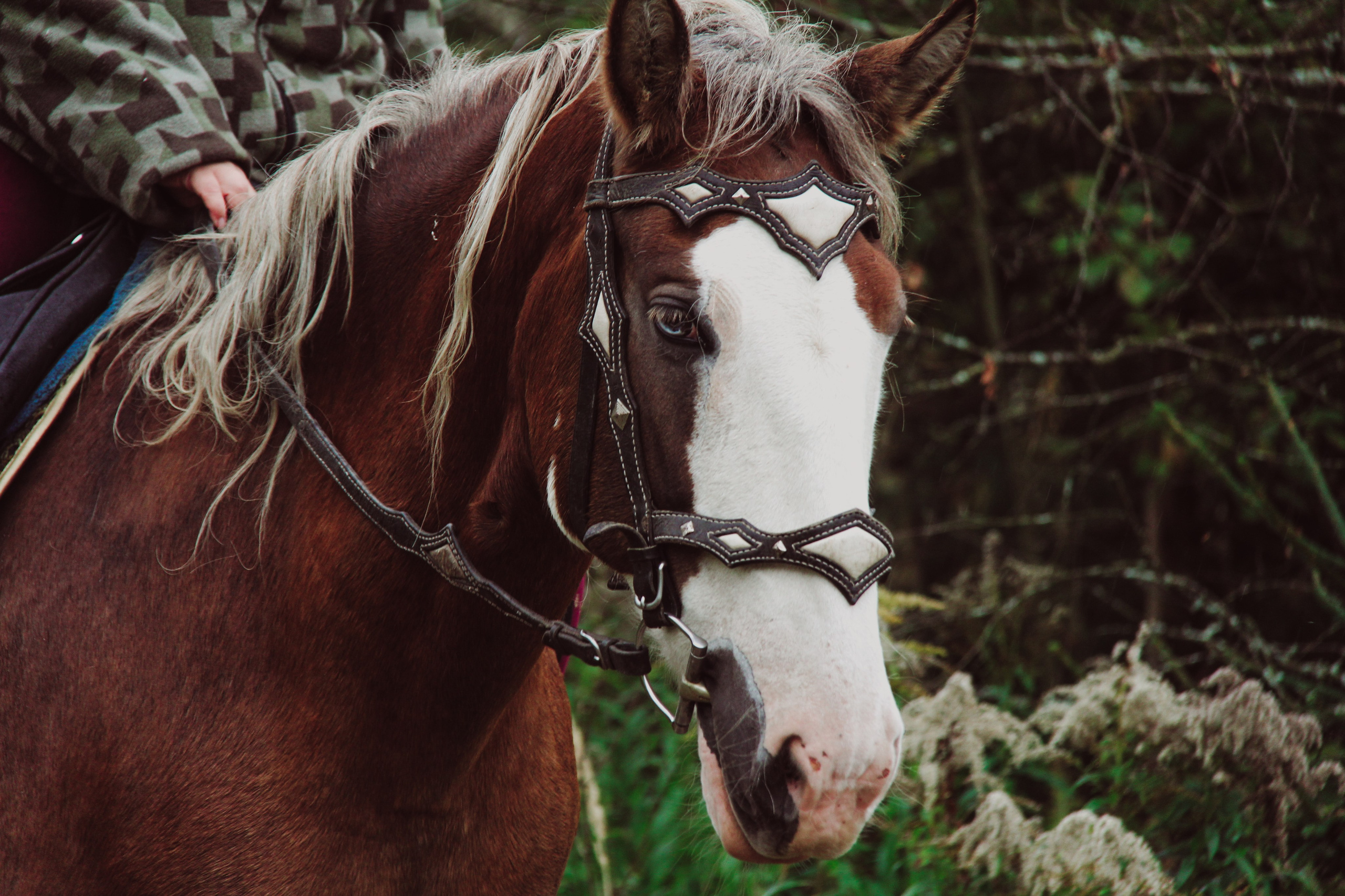 Лошадинг | 27.09.2025. Галерея Фантим