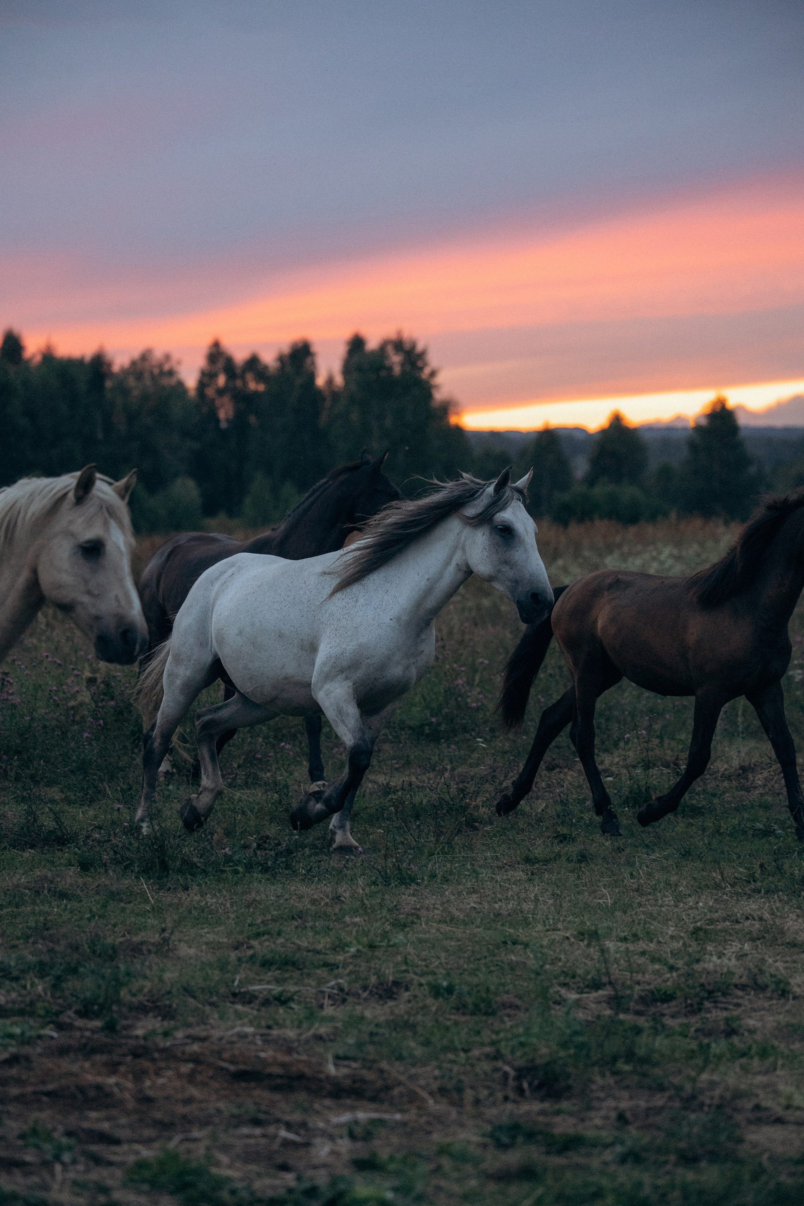 Лошади, не собаки, но нельзя не показать!. Фотограф анималист в Казани Алина Сулейманова. Фотограф животных