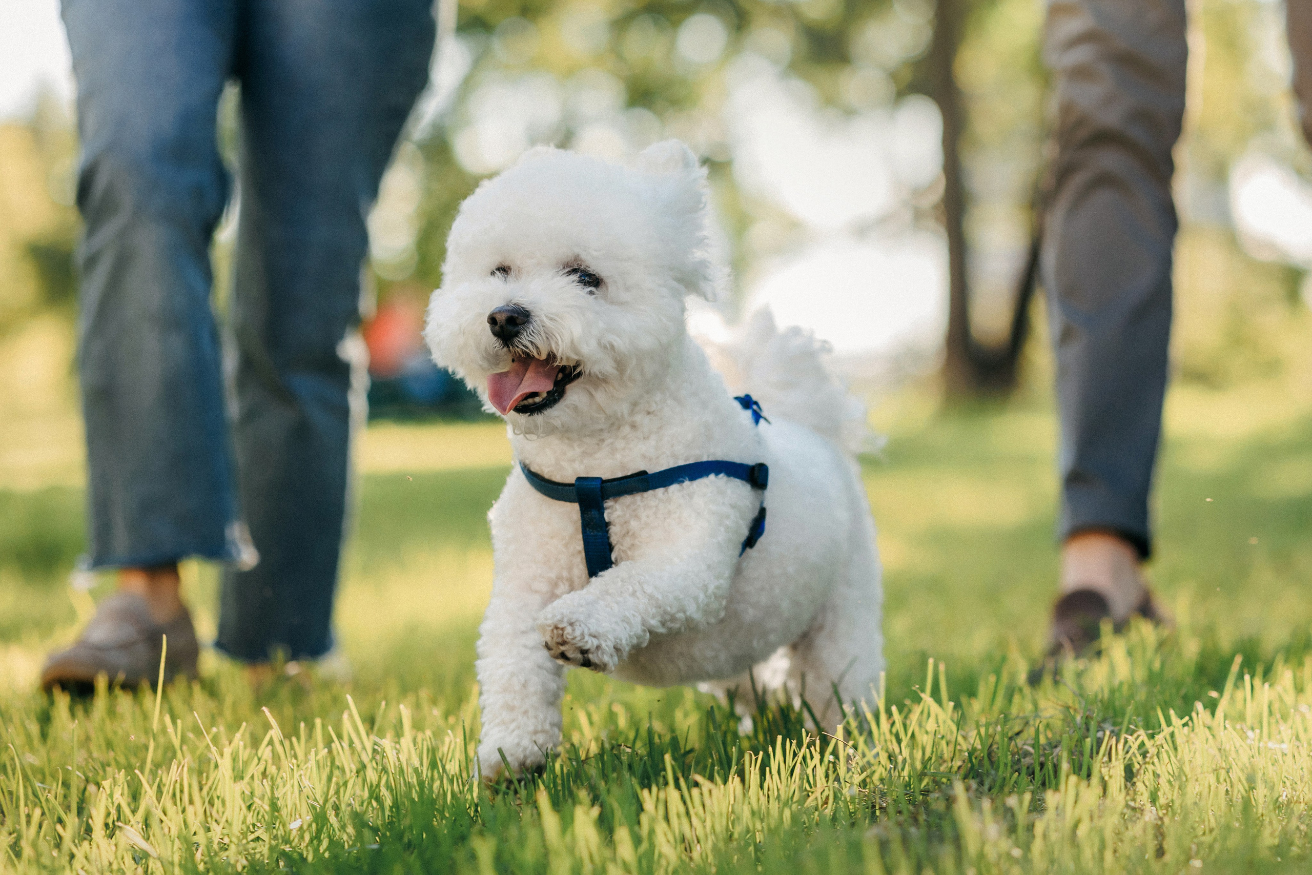 Марина, Данил и Бруно. Фотограф-анималист Елена Радченко, Москва