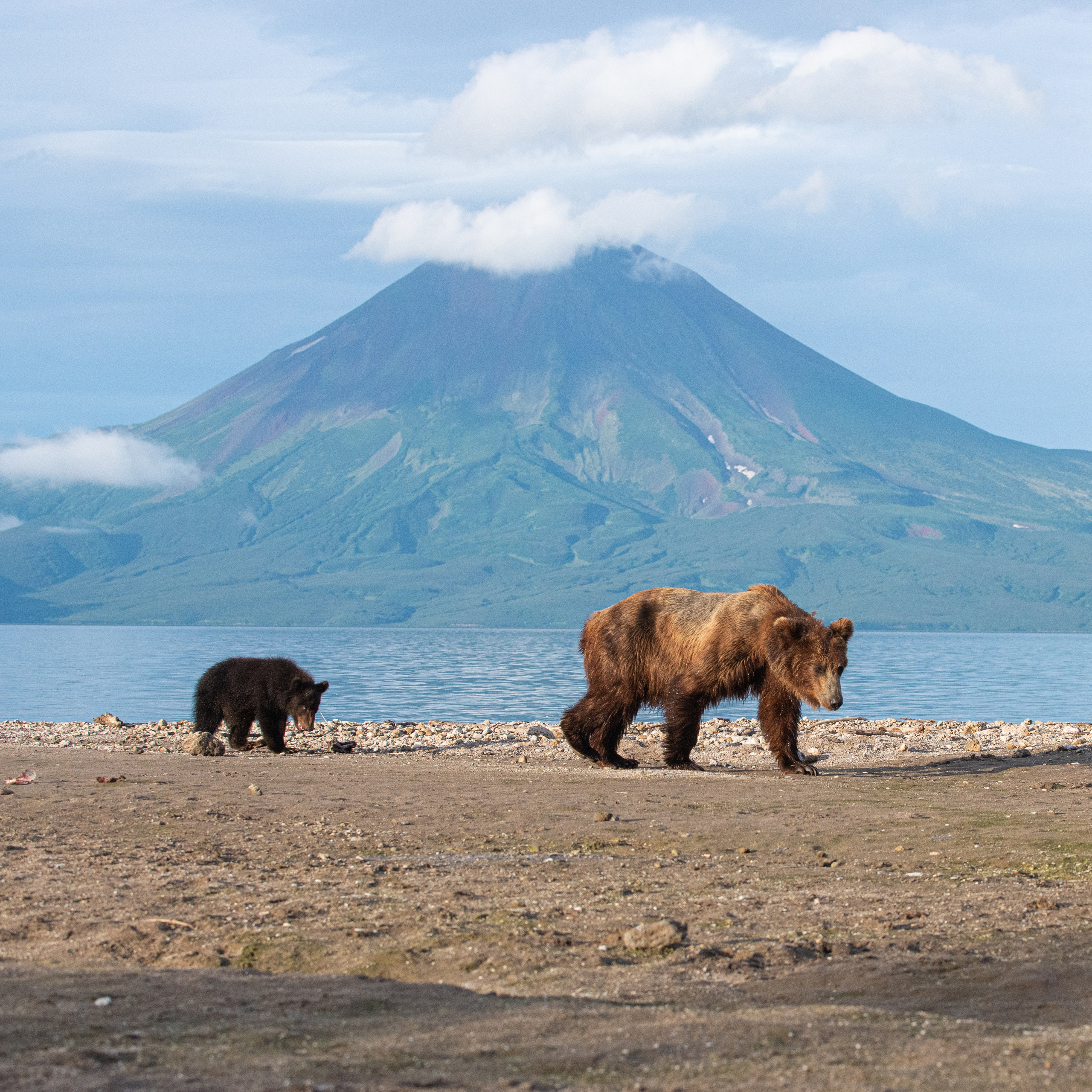 Камчатка — земля медведей. Игорь Иванко — Репортажный и событийный фотограф. Москва