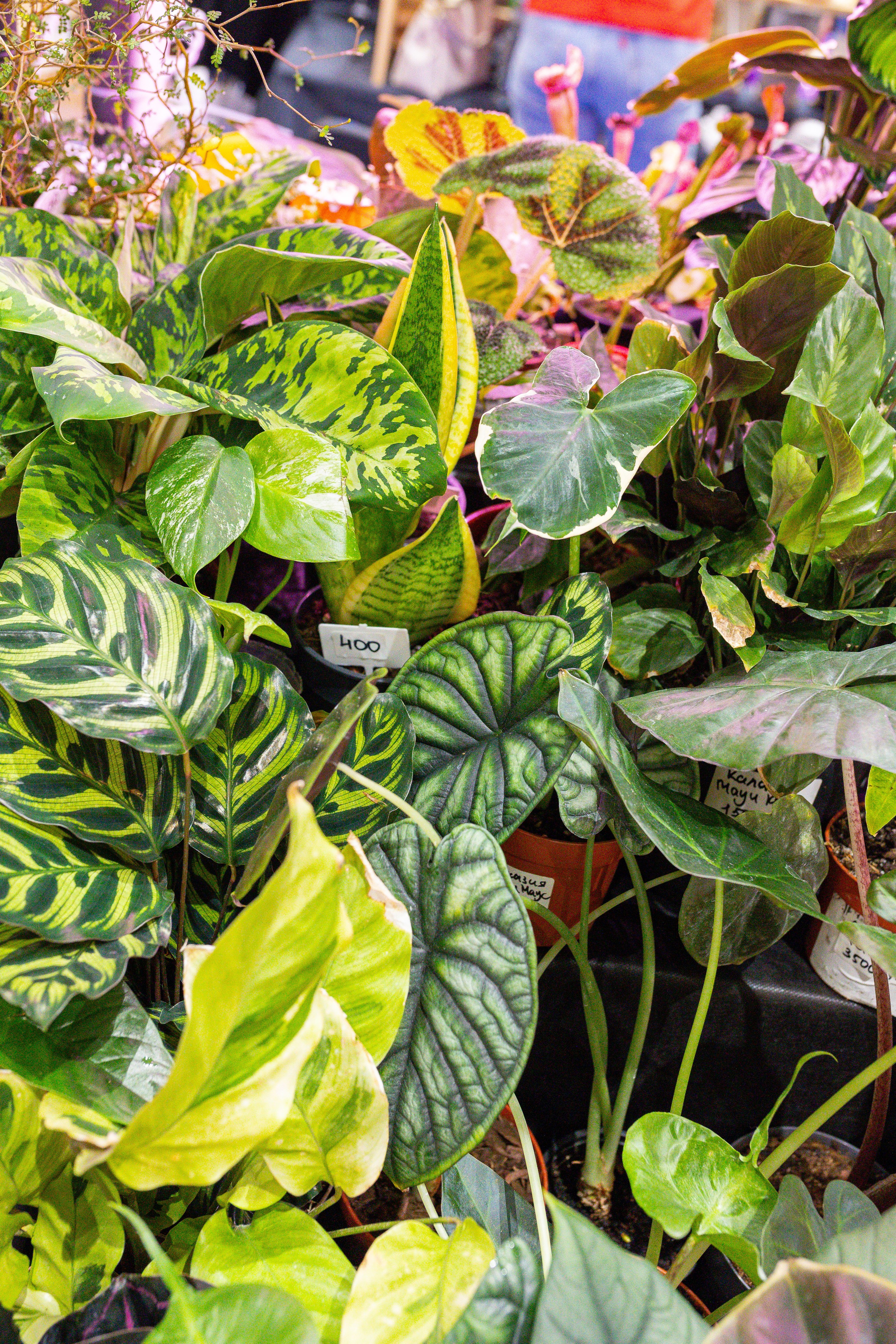 Монстериум 11–12 октября. Александра Куликова фотограф, Москва