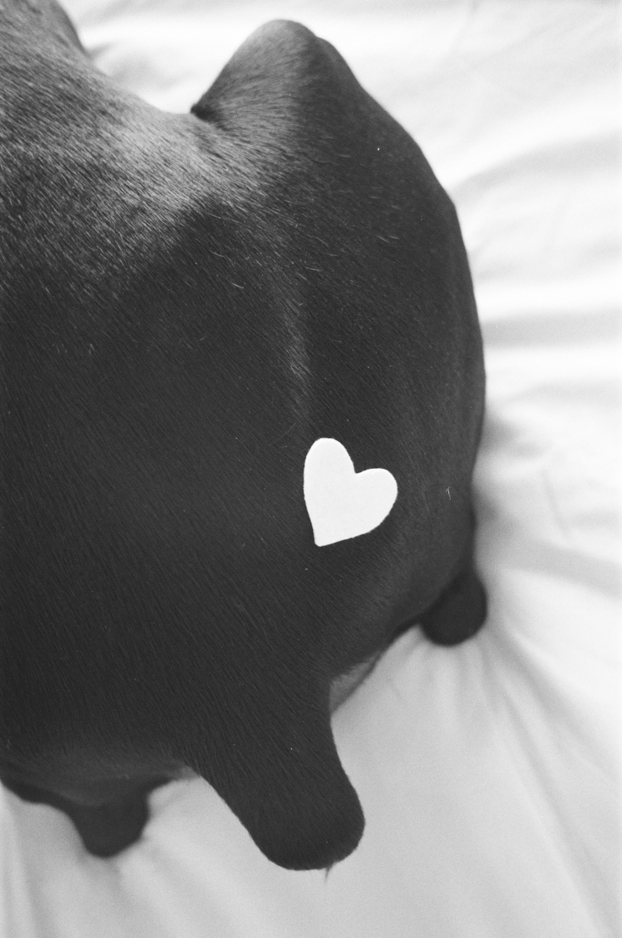 Valentine’s Day (35мм). Katyavasileva