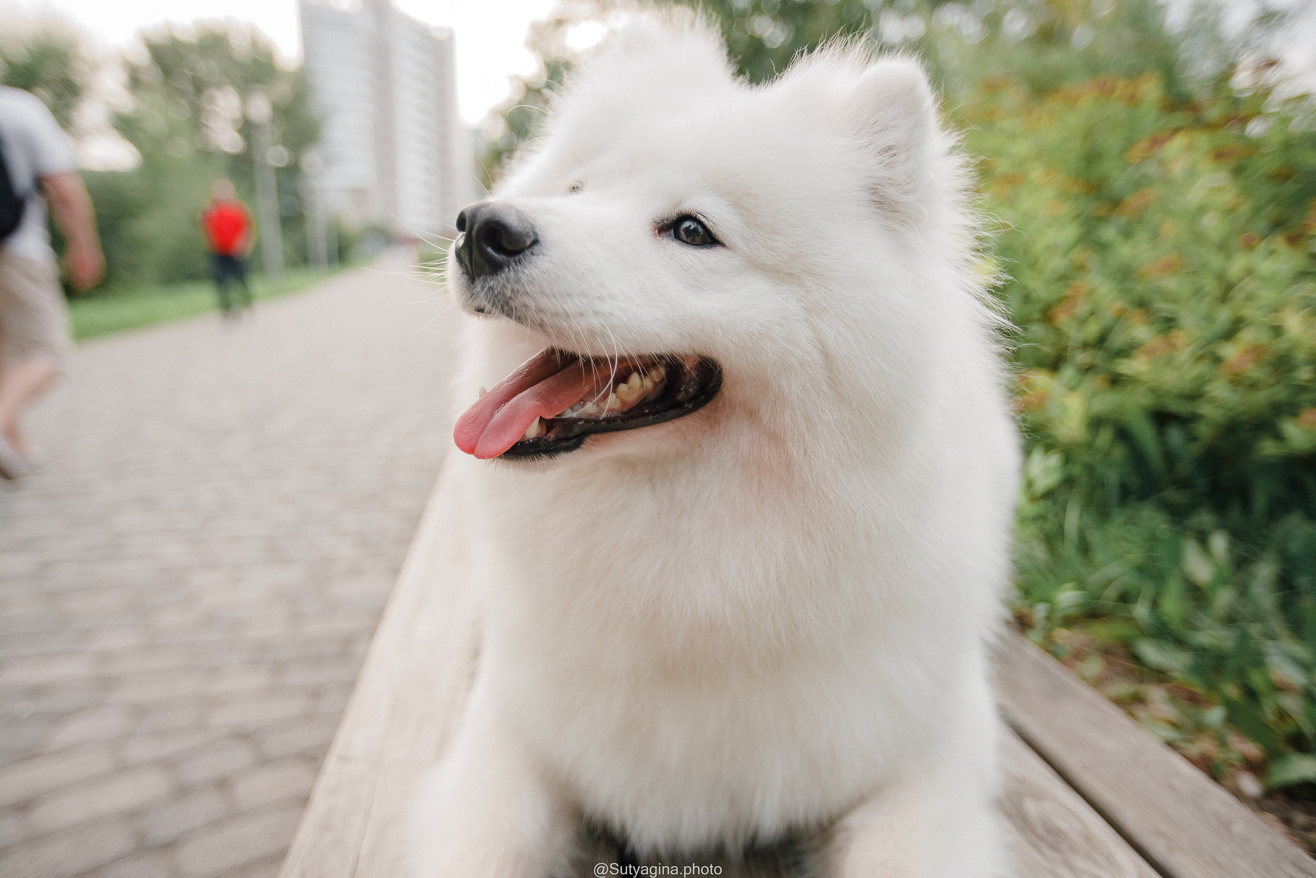 Самоед Рея. Свадебный и женский фотограф