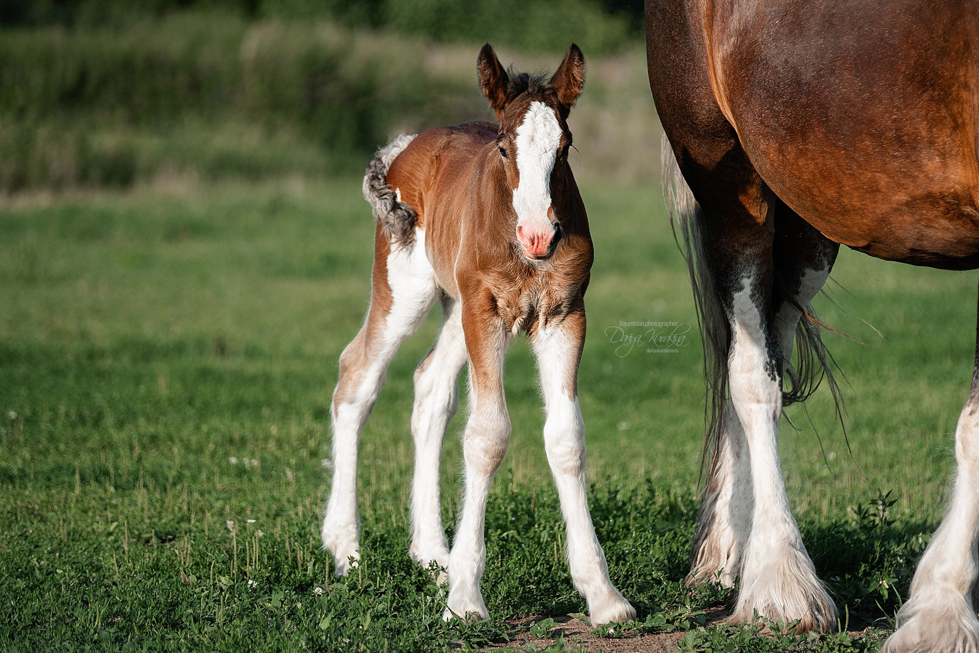 Рапунцель и Квини. Конный фотограф Куракина Дарья • Фотосессии с лошадьми