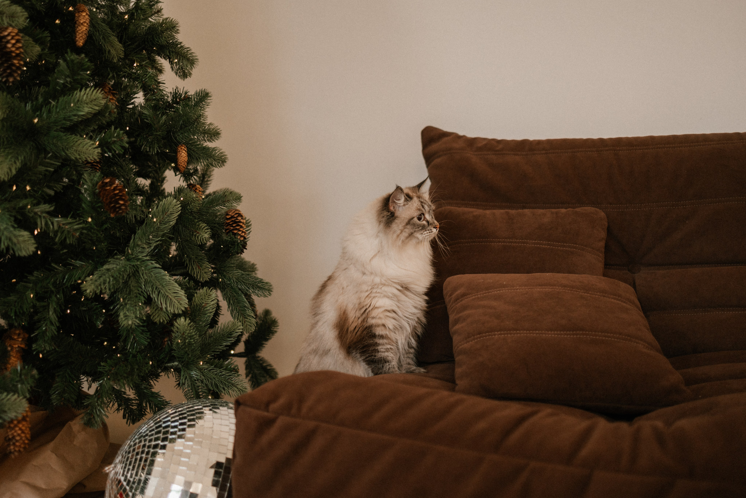 Камилла и ее девочки. Фотограф — Анималист | Санкт-Петербург