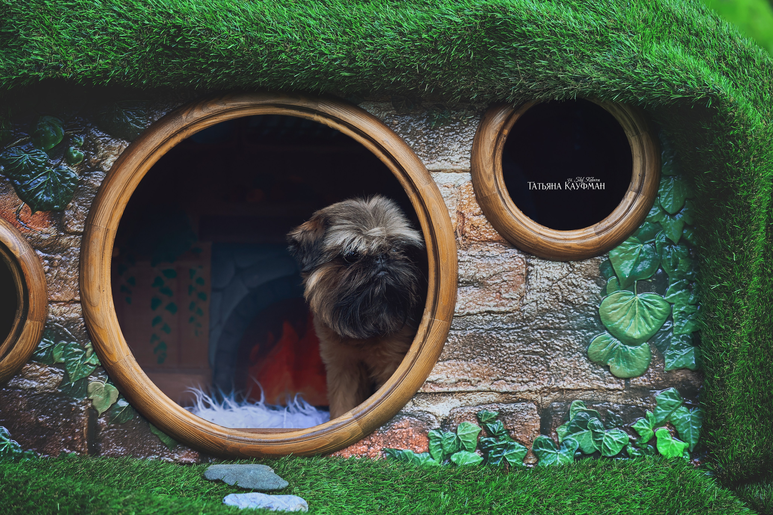 Домик для хоббитов, фотозона, властелин колец, шир, хоббиты, гномы, брюссельский гриффон, малый брабансон, фотосессия, ручная работа, фотограф анималист, фотограф Новосибирск