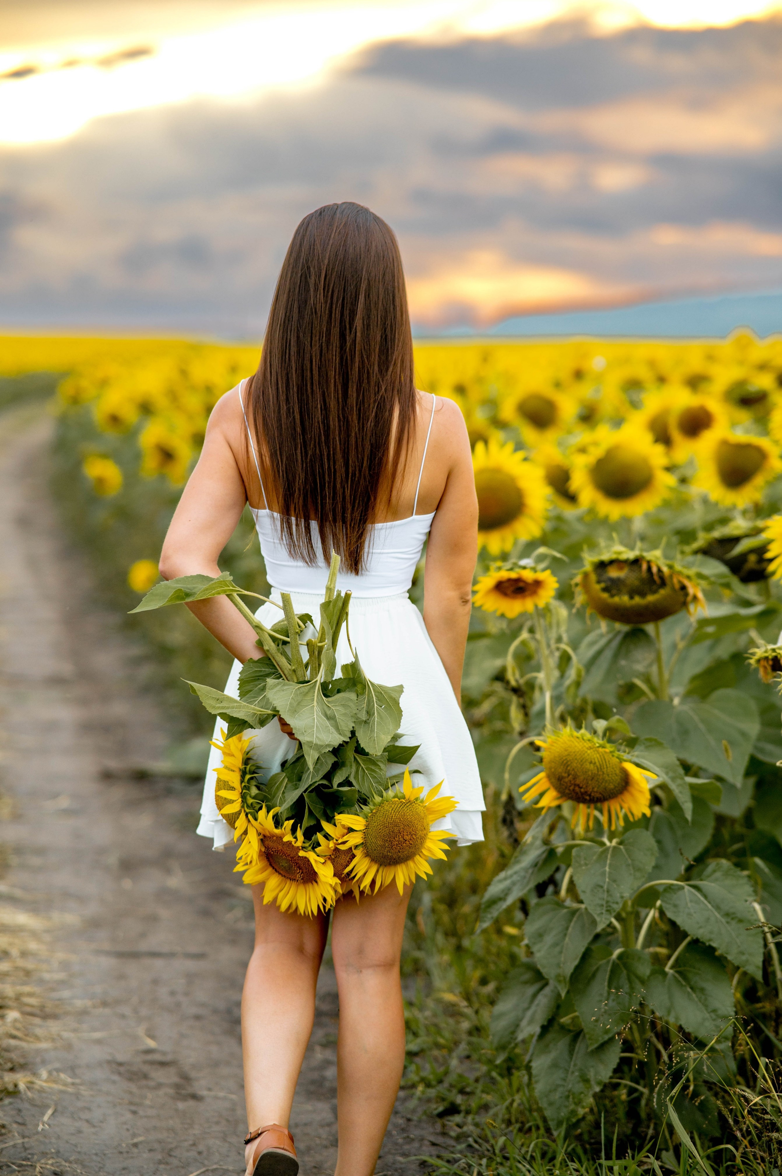 Подсолнуховое поле. Семейный и свадебный фотограф в Абакане Юлия Су