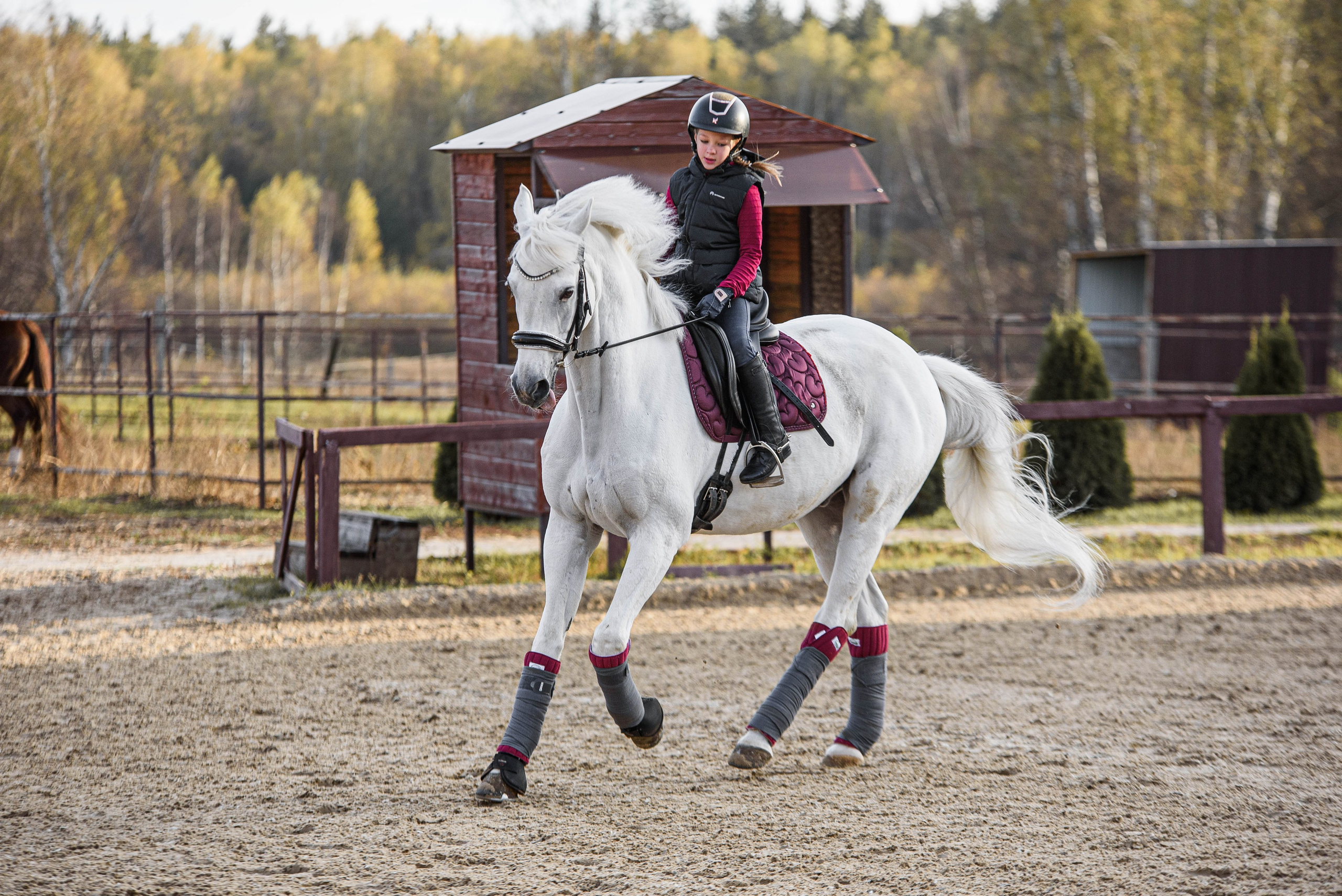 Конный фотограф Нижний Новгород