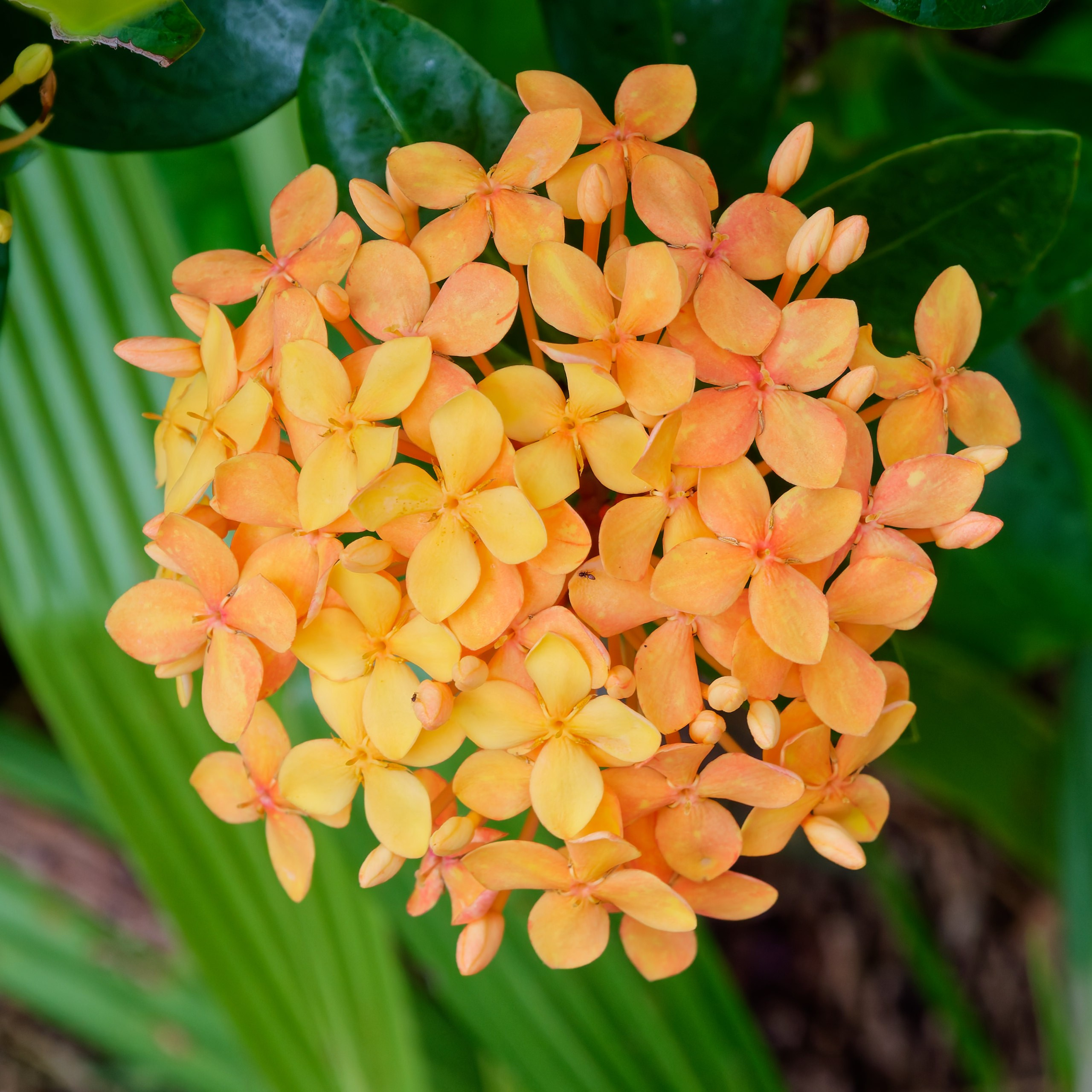 Хайнань 2026, флора, цветы и деревья. Фотопрогулки по Миру