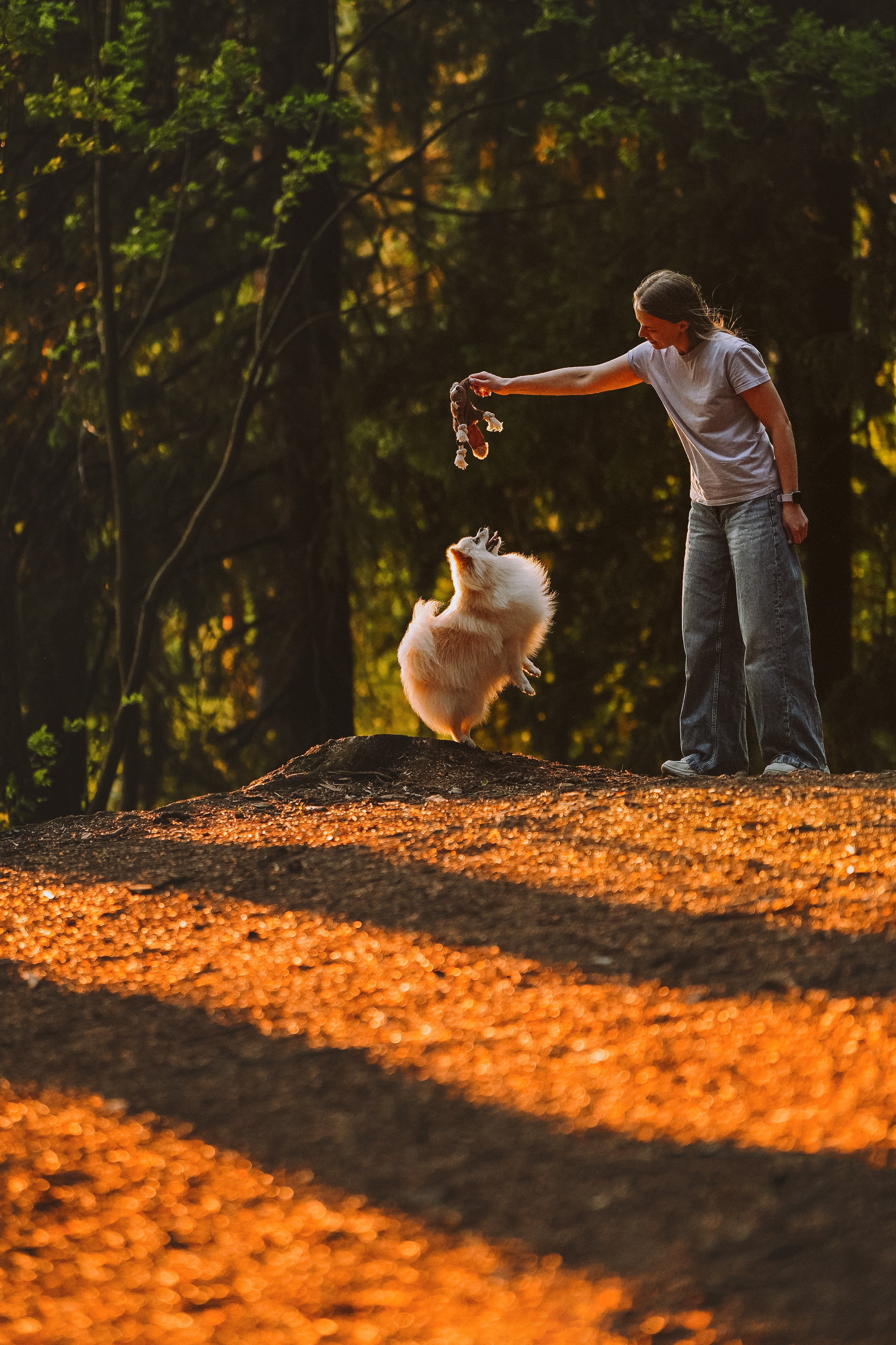 Фотосессия с собачкой в лесу. Фотограф анималист в Спб недорого Олеся Майорова