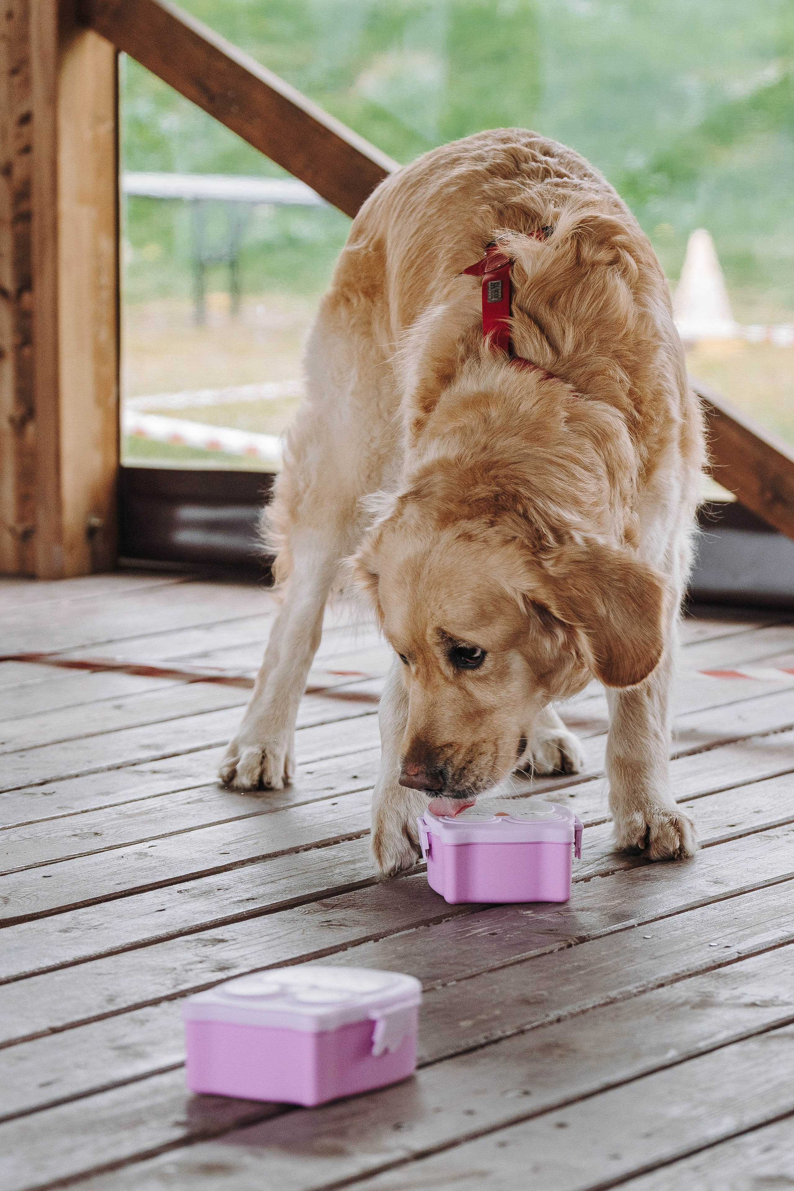 Соревнования по ноузворку в Лосево. Фотограф анималист в Спб недорого Олеся Майорова