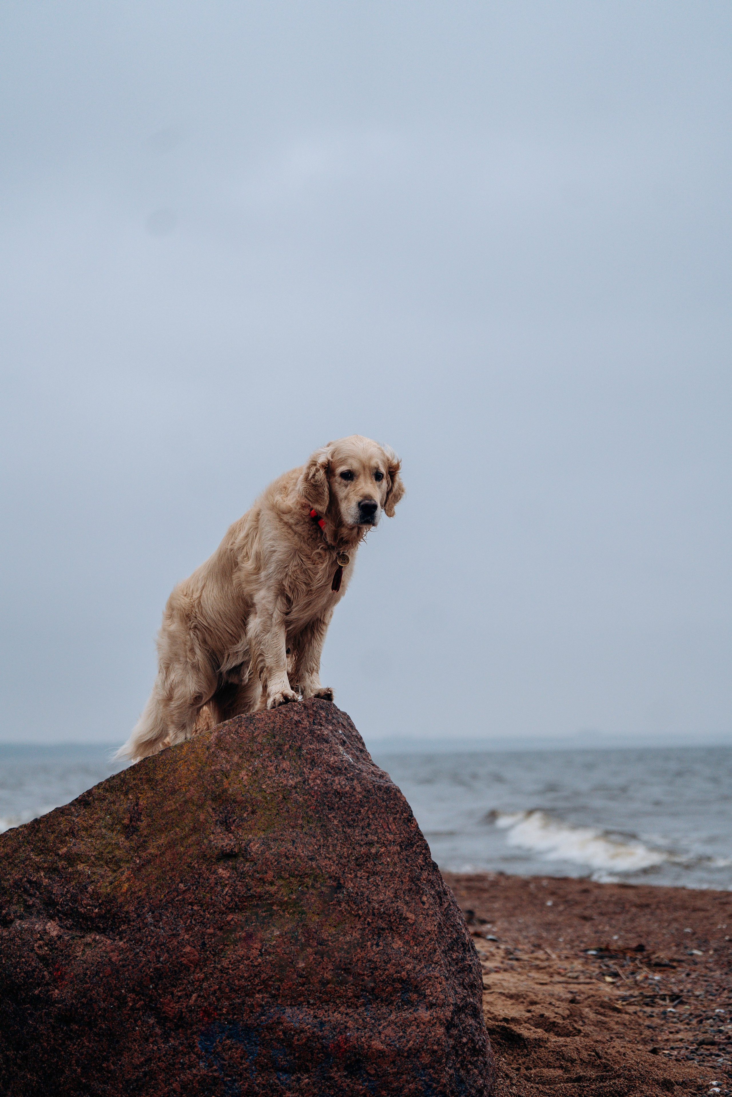 Асти, Крис и Александра. Фотограф анималист в Спб недорого Олеся Майорова