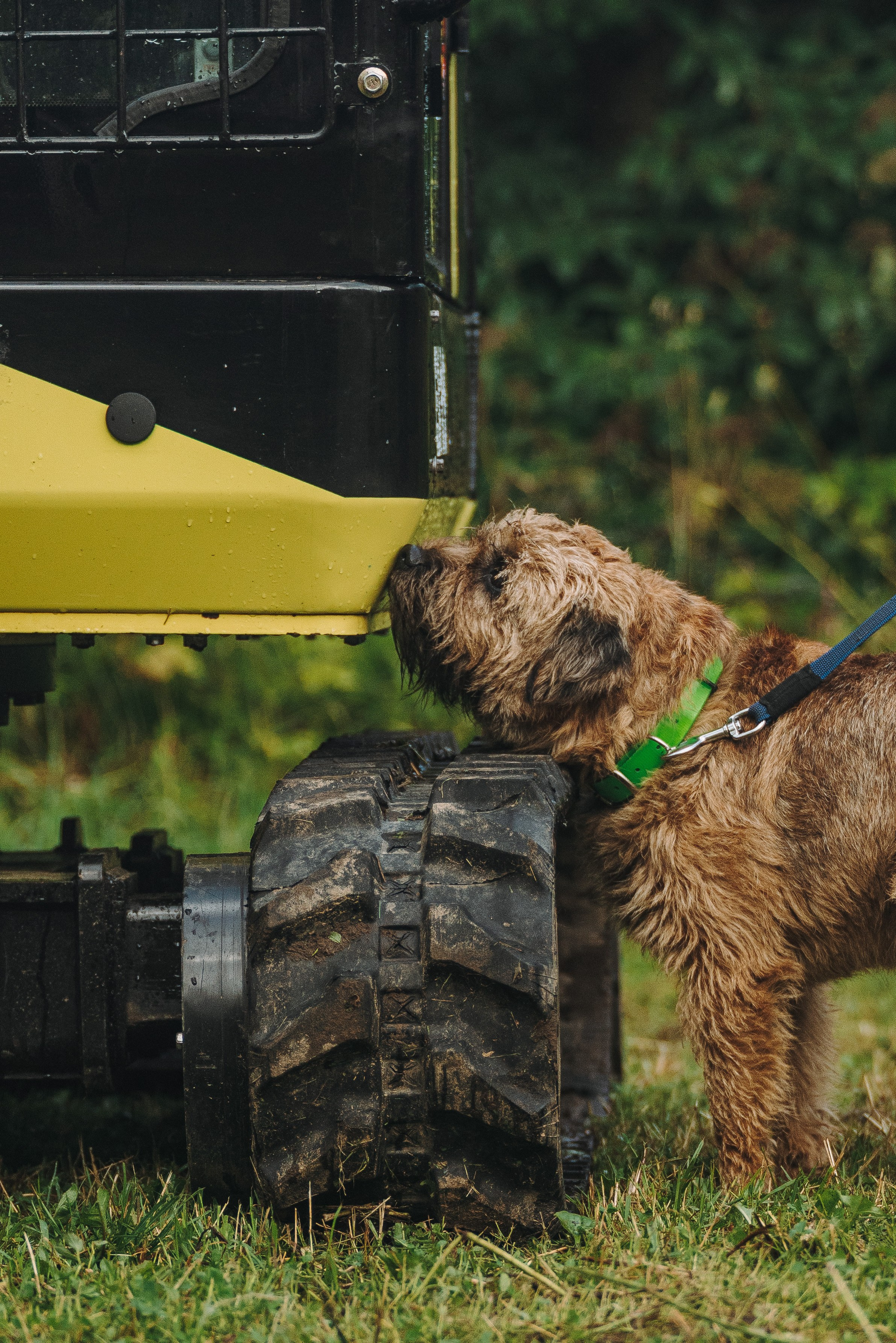 Соревнования по ноузворку в Новожилово. Фотограф анималист в Спб недорого Олеся Майорова